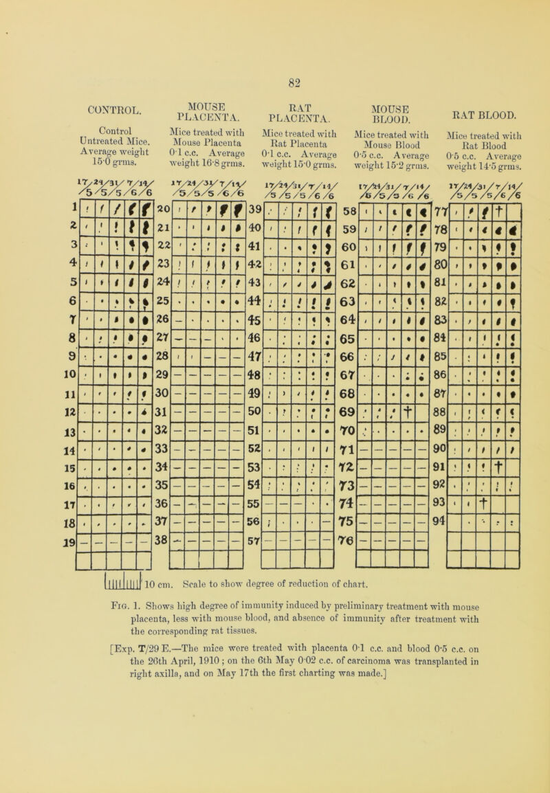 CONTROL. Control Untreated Mice. Average weight 15'0 grms. MOUSE PLACENTA. Mice treated with Mouse Placenta 01 c.c. Average weight 16-8 grins. RAT PLACENTA. Mice treated with Rat Placenta 0T c.c. Average weight lo-0 grms. MOUSE BLOOD. Mice treated with Mouse Blood 0-5 c.c. A verage weight 15-2 grins. RAT BLOOD. Mice treated with Rat Blood 0 5 c.c. Average weight 14-5 grms. 17/ /5 2y '31/ /5 V /6 /6 JT/ /5 <2.4/ /5 'sy /s /7/ /6 /e 17/ /5 /5/5 'r/ /6 'll/ /6 17/£4/3 J:/T/l 4/ ZB/5/3 /g /e lry /5 '24/ /5 '31/ /5 /r/ /6 '14/ /€ 1 t f / < r 20 i / f f f 39 4 4 4 1 f f 58 I 4 c « 77 f t 2 / i t 4 t t 21 » 1 i I » 40 / i t f 4 59 ; i / t • • 78 C 4 4 4 € 3 • 1 \ • 4 % 1 22 f » * 9 » ♦ : 41 • • % • 7 60 i I f f f 79 • « 4 • t • 4 1 ( i t 23 1 1 t > 42 J t 1 f 4 * 4 % « 61 • / / 4 4 80 t 1 f # 5 1 i 1 $ 9 24 i / 9 / 43 f / 4 4 > 62 • 1 » 1 % 81 » 4 * • • 6 • 4 » % i % T 25 % 4 • • • 44 1 4 4 4 / % 1 • i • 63 I t 4 i % • 82 i 1 4 # f T 1 1 1 4 • 26 — • • • % 45 1 t % < « % 64 / 4 i 4 83 » / i I # 8 J $ r 4 $ • * 27 — — — • 46 • • 4 f • 4 • • 65 • • t • • 84 i . 1 » 1 4 ( • 9 • • 4 * 4 28 / \ — — — 47 1 4 • 9 • 4 4 •t • 66 f / 1 85 • i i 1 • 1 • 10 « I » • I 29 — — — — — 48 • • 1 » • 4 • • • 67 • « * • • 86 • • <» i 4 • • 11 4 t f 4 * # » 30 — — — — — 49 1 l ) 4 * * • 68 • • • 4 • 87 • 4 • • • n • • # 31 — — — — — 50 • > • • c • 4 69 l J ♦ 4 4 t 88 1 f f < < ( 13 • • 4 4 « 32 — — — — — 51 * 1 • * • ro i # • • ♦ 89 i 1 i i 4 1 » * 14 # / 4 4 4 33 52 I t f 1 i 71 90 • / > / / 15 » 4 4 4 • 34 — — — — — 53 • • k • 4 72 — — — — — 91 4 ( » t 16 1 • * • 35 — — — — — 54 • • % J 4 • 4 73 92 l < f 1 i 1 % 17 # • t r # 36 — —i — — — 55 — — — « % 74 — — — — — 93 1 i t 18 < P P * 4- 37 — — — — — 56 r • • • — 75 — — — — — 94 • f • « 19 — — — — — 38 — — — — 57 — — — — — 76 — — — — — 110 cm. Scale to show degree of reduction of chart. Fig. 1. Shows high degree of immunity induced by preliminary treatment witli mouse placenta, less with mouse blood, and absence of immunity after treatment with the corresponding rat tissues. [Exp. T/29 E.—The mice wore treated with placenta 0T c.c. and blood 0’5 c.c. on the 26th April, 1910 ; on the 6th May 0 02 c.c. of carcinoma was transplanted in right axilla, and on May 17tli the first charting was made.]