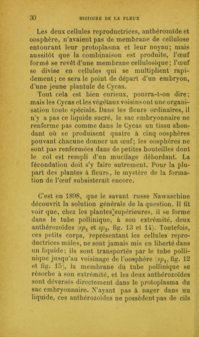 Les deux cellules reproductrices, anthérozoïde et oosphère, n’avaient pas de membrane de cellulose entourant leur protoplasma et leur noyau; mais aussitôt que la combinaison est produite, l’œuf formé se revêt d’une membrane cellulosique; l’œuf se divise en cellules qui se multiplient rapi- dement; ce sera le point de départ d’un embryon, d’une jeune plantule de Cycas. Tout cela est bien curieux, pourra-t-on dire; mais les Cycas et les végétaux voisins ont une organi- sation toute spéciale. Dans les fleurs ordinaires, il n’y a pas ce liquide sucré, le sac embryonnaire ne renferme pas comme dans le Cycas un tissu abon- dant où se produisent quatre à cinq oosphères pouvant chacune donner un œuf; les oosphères ne sont pas renfermées dans de petites bouteilles dont le col est rempli d’un mucilage débordant. La fécondation doit s’y faire autrement. Pour la plu- part des plantes à fleurs, le mystère de la forma- tion de l’œuf subsisterait encore. C’est en 1898, que le savant russe Nawaschine découvrit la solution générale de la question. Il fit voir que, chez les plantes^supérieures, il se forme dans le tube pollinique, à son extrémité, deux anthérozoïdes ts/q et s/q, fig. 13 et 14). Toutefois, ces petits corps, représentant les cellules repro- ductrices mâles, ne sont jamais mis en liberté dans un liquide; ils sont transportés par le tube polli- nique jusqu’au voisinage de Toosphère (s/q, fig. 12 et fig. 15), la membrane du tube pollinique se résorbe à son extrémité, et les deux anthérozoïdes sont déversés directement dans le protoplasma du sac embryonnaire. N’ayant pas à nager dans un liquide, ces anthérozoïdes ne possèdent pas de cils
