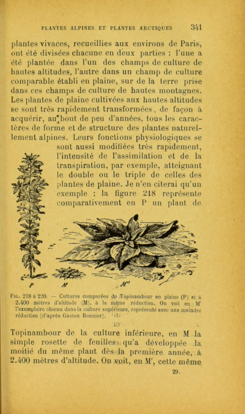 plantes vivaces, recueillies aux environs de Paris, ont été divisées chacune en deux parties : l’une a été plantée dans l’un des champs de culture de hautes altitudes, l’autre dans un champ de culture comparable établi en plaine, sur de la terre prise dans ces champs de culture de hautes montagnes. Les plantes de plaine cultivées aux hautes altitudes se sont très rapidement transformées, de façon à acquérir, au'bout de peu d’années, tous les carac- tères de forme et de structure des plantes naturel- lement alpines. Leurs fonctions physiologiques se sont aussi modiliées très rapidement, l’intensité de l’assimilation et de la transpiration, par exemple, atteignant le double ou le triple de celles des plantes de plaine. Je n’en citerai qu’un exemple : la figure 218 représente comparativement en P un plant de Fig. 218 à 220. — Cultures comparées de .Topinambour en plaine (P) et à 2.400 mètres d'altitude (M), à la n^me réduction. On voit en. M’ l’exemplaire obtenu dans la culture supérieure, représenté avec une moindre réduction [d’après Gaston Bonnier], 'ili 10 Topinambour de la culture inférieure, en M la simple rosette de feuilles), qu’a développée la moitié du même plant dès Ja première année, à 2.400 mètres d’altitude. On ^joit, en M', cette même 29.