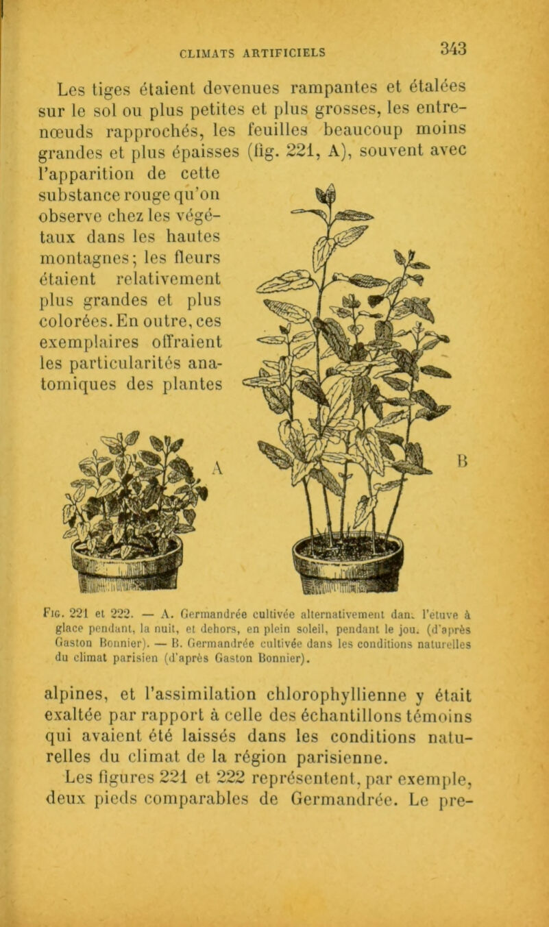 Les tiges étaient devenues rampantes et étalées sur le sol ou plus petites et plus grosses, les entre- nœuds rapprochés, les feuilles beaucoup moins grandes et plus épaisses (lig. 221, A), souvent avec l’apparition de cette substance rouge qu’on observe chez les végé- taux dans les hautes montagnes; les fleurs étaient relativement plus grandes et plus colorées. En outre, ces exemplaires offraient les particularités ana- tomiques des plantes Fig. 221 et 222. — A. Germandrée cultivée alternativement dan. l’étuve à glace pendant, la nuit, et dehors, en plein soleil, pendant le jou. (d’après Gaston Bonnier). — B. Germandrée cultivée dans les conditions naturelles du climat parisien (d’après Gaston Bonnier). alpines, et l’assimilation chlorophyllienne y était exaltée par rapport à celle des échantillons témoins qui avaient été laissés dans les conditions natu- relles du climat de la région parisienne. Les figures 221 et 222 représentent, par exemple, deux pieds comparables de Germandrée. Le pre-