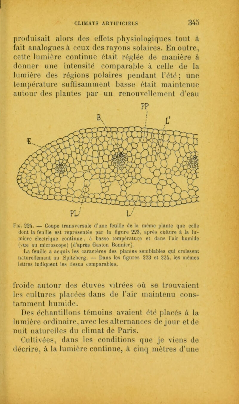 produisait alors des effets physiologiques tout à fait analogues à ceux des rayons solaires. En outre, cette lumière continue était réglée de manière à donner une intensité comparable à celle de la lumière des régions polaires pendant l’été; une température suffisamment basse était maintenue autour des plantes par un renouvellement d’eau PP Fig. 224. — Coupe transversale d’une feuille de la môme plante que celle dont la feuille est représentée par la figure 223, après culture à la lu- mière électrique continue, à basse température et dans l'air humide (vue au microscope) [d’après Gaston Bonnier], La feuille a acquis les caractères des plantes semblables qui croissent naturellement au Spitzberg. — Dans les figures 223 et 224, les mêmes lettres indiquent les tissus comparables. froide autour des étuves vitrées où se trouvaient les cultures placées dans de l’air maintenu cons- tamment humide. Des échantillons témoins avaient été placés à la lumière ordinaire, avec les alternances de jour et de nuit naturelles du climat de Paris. Cultivées, dans les conditions que je viens de décrire, à la lumière continue, à cinq mètres d’une