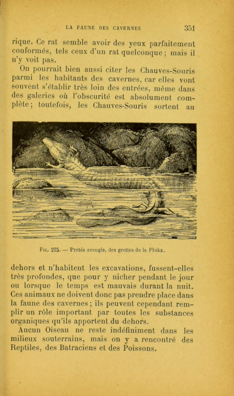 rique. Ce rat semble avoir des yeux parfaitement conformés, tels ceux d’un rat quelconque ; mais il n’y voit pas. On pourrait bien aussi citer les Chauves-Souris parmi les habitants des cavernes, car elles vont souvent s’établir très loin des entrées, même dans des galeries où l’obscurité est absolument com- plète ; toutefois, les Chauves-Souris sortent au Fig. 225. — Protée aveugle, des grottes de la Piuka. dehors et n’habitent les excavations, fussent-elles très profondes, que pour y nicher pendant le jour ou lorsque le temps est mauvais durant la nuit. Ces animaux ne doivent donc pas prendre place dans la faune des cavernes ; ils peuvent cependant rem- plir un rôle important par toutes les substances organiques qu’ils apportent du dehors. Aucun Oiseau ne reste indéfiniment dans les milieux souterrains, mais on y a rencontré des Reptiles, des Batraciens et des Poissons.