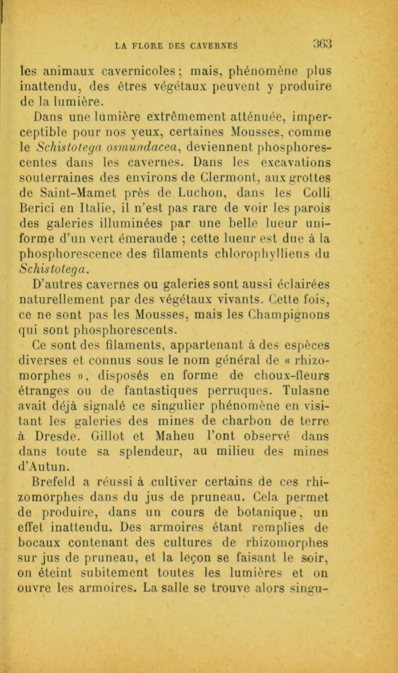 les animaux cavernicoles ; mais, phénomène plus inattendu, des êtres végétaux peuvent y produire de la lumière. Dans une lumière extrêmement atténuée, imper- ceptible pour nos yeux, certaines Mousses, comme le Schistotega osmundacea, deviennent phosphores- centes dans les cavernes. Dans les excavations souterraines des environs de Clermont, aux grottes de Saint-Mamet près de Luchon, dans les Colli Berici en Italie, il n’est pas rare de voir les parois des galeries illuminées par une belle lueur uni- forme d’un vert émeraude ; cette lueur est due à la phosphorescence des filaments chlorophylliens du Schistotega. D’autres cavernes ou galeries sont aussi éclairées naturellement par des végétaux vivants. Cette fois, ce ne sont pas les Mousses, mais les Champignons qui sont phosphorescents. Ce sont des filaments, appartenant à des espèces diverses et connus sous le nom général de « rhizo- morphes », disposés en forme de choux-fleurs étranges ou de fantastiques perruques. Tulasne avait déjà signalé ce singulier phénomène en visi- tant les galeries des mines de charbon de terre à Dresde. Gillot et Maheu l’ont observé dans dans toute sa splendeur, au milieu des mines d’Autun. Brefeld a réussi à cultiver certains de ces rhi- zomorphes dans du jus de pruneau. Cela permet de produire, dans un cours de botanique, un elîet inattendu. Des armoires étant remplies de bocaux contenant des cultures de rhizomorphes sur jus de pruneau, et la leçon se faisant le soir, on éteint subitement toutes les lumières et on ouvre les armoires. La salle se trouve alors singu-