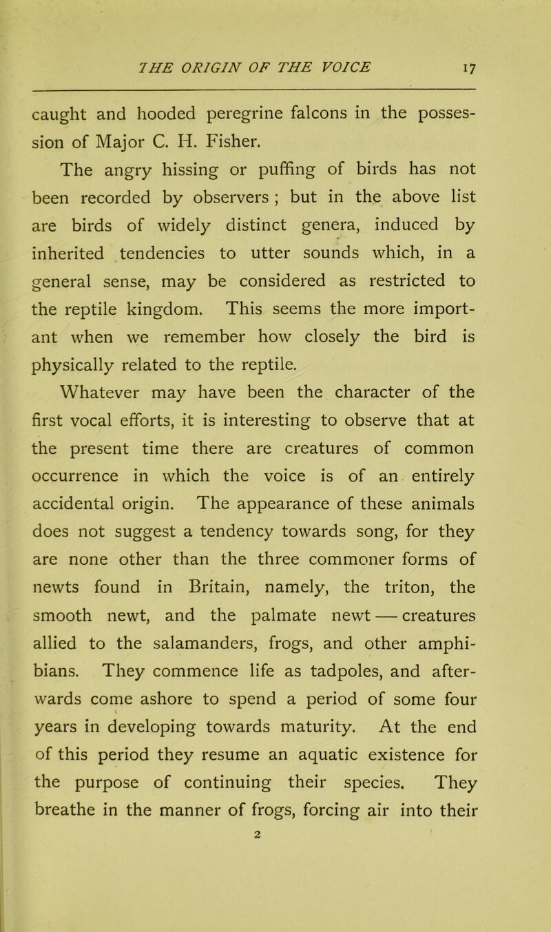 caught and hooded peregrine falcons in the posses- sion of Major C. H. Fisher. The angry hissing or puffing of birds has not been recorded by observers ; but in the above list are birds of widely distinct genera, induced by inherited tendencies to utter sounds which, in a general sense, may be considered as restricted to the reptile kingdom. This seems the more import- ant when we remember how closely the bird is physically related to the reptile. Whatever may have been the character of the first vocal efforts, it is interesting to observe that at the present time there are creatures of common occurrence in which the voice is of an entirely accidental origin. The appearance of these animals does not suggest a tendency towards song, for they are none other than the three commoner forms of newts found in Britain, namely, the triton, the smooth newt, and the palmate newt — creatures allied to the salamanders, frogs, and other amphi- bians. They commence life as tadpoles, and after- wards come ashore to spend a period of some four years in developing towards maturity. At the end of this period they resume an aquatic existence for the purpose of continuing their species. They breathe in the manner of frogs, forcing air into their