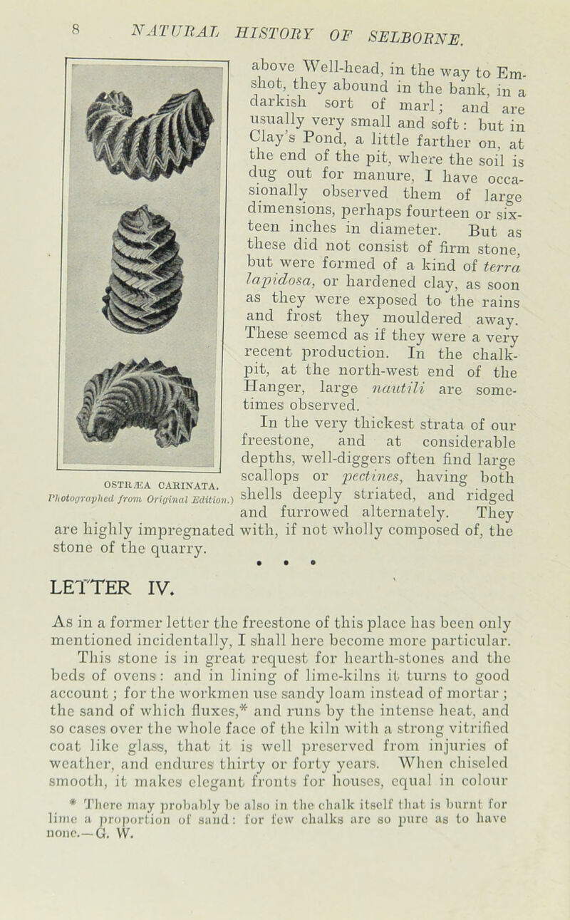 above Well-head, in the way to Em- shot, they abound in the bank, in a darkish sort of marl; and are usually very small and soft: but in Clay’s Pond, a little farther on, at the end of the pit, where the soil is dug out for manure, I have occa- sionally observed them of large dimensions, perhaps fourteen or six- teen inches in diameter. But as these did not consist of finn stone, but were formed of a kind of terra lapido^a, or hardened clay, as soon as they were exposed to the rains and frost they mouldered away. These seemed as if they were a very recent production. In the chalk- pit, at the north-west end of the TIanger, large nautili are some- times observed. In the very thickest strata of our freestone, and at considerable depths, well-diggers often find large scallops or pectines, having both shells deeply striated, and ridged and furrowed alternately. They with, if not wholly composed of, the OSTRa:A CABINATA. ruotographed from Original Edition.) are highly impregnated stone of the quarry. LETTER IV. As in a former letter the freestone of this place has been only mentioned incidentally, I shall here become more particular. This stone is in great request for hearth-stones and the beds of ovens: and in lining of lime-kilns it turns to good account; for the workmen use sandy loam instead of mortar; the sand of which fluxes,* and runs by the intense heat, and so cases over the whole face of the kiln with a strong vitrified coat like glass, that it is well preserved from injuries of weather, and endures thirty or forty years. When chiseled smooth, it makes elegant fronts for houses, equal in colour * Tlicro may prol)a1)ly be also in llic clialk itself lliat is burnt for lime a jiroportion of sand: for few chalks arc so inirc as to have none.—G. W.