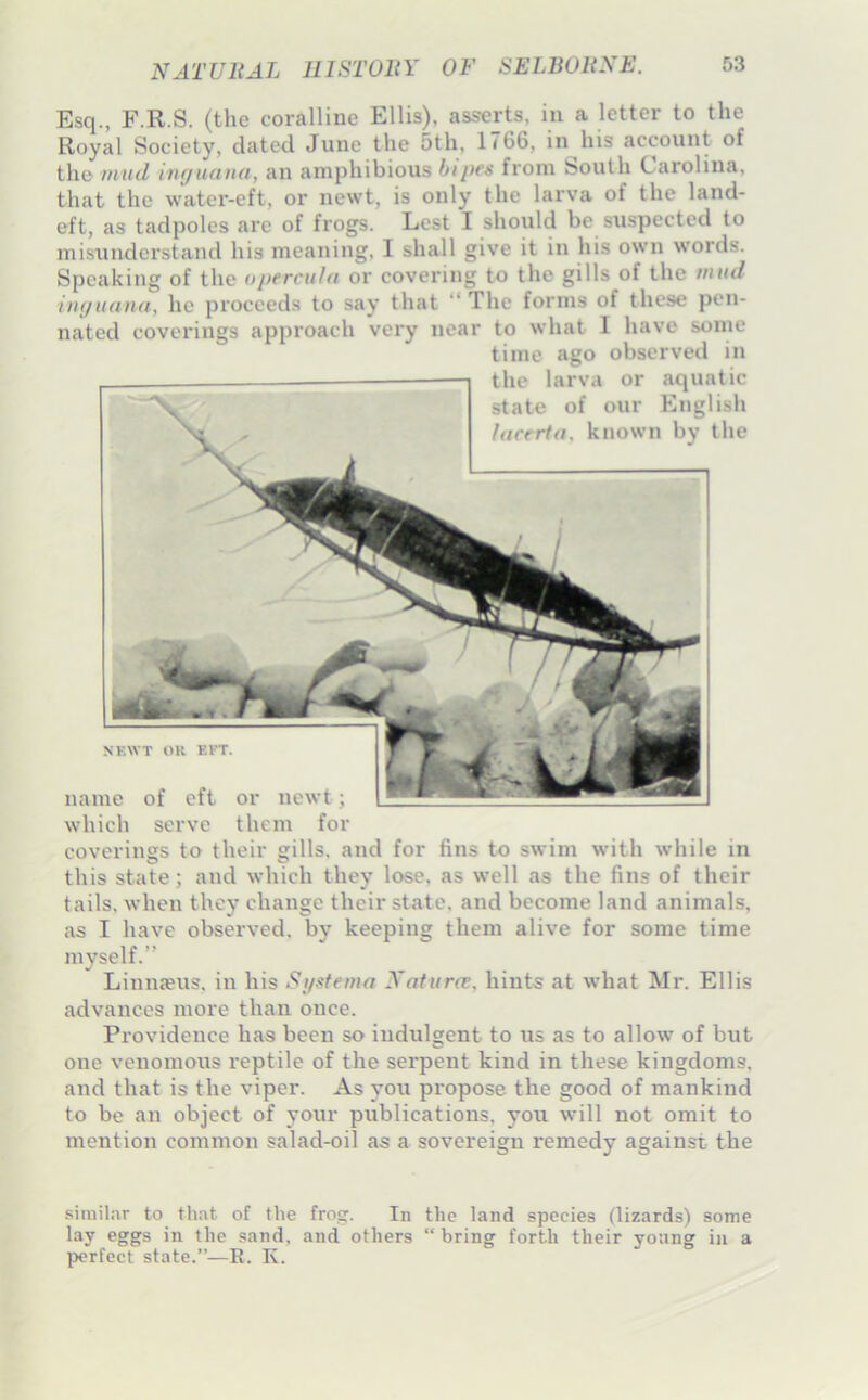 Esq., F.R.S. (the coralline Ellis), asserts, in a letter to the Royal Society, dated June the 5th. 1766, in his account of the imicl inguana, an amphibious hipes from South Carolina, that the water-eft, or newt, is only the larva of the land- eft, as tadpoles are of frogs. Lest I should be suspected to misunderstand his meaning, I shall give it in his own words. Speaking of the opercuhi or covering to the gills of the tnml inguana, he proceeds to say that “The forms of these pen- nated coverings approach very near to what I have some time ago observed in the larva or aquatic state of our English locrrta, known by the NKWT OK EFT name of eft or newt; which serve them for coverings to their gills, and for fins to swim with while in this state; and which they lose, as well as the fins of their tails, when they change their state, and become land animals, as I have observed, by keeping them alive for some time myself.” Linnseus, in his Sgstema XaturcE, hints at what Mr. Ellis advances more than once. Providence has been so indulgent to us as to allow of but one venomous reptile of the serpent kind in these kingdoms, and that is the viper*. As you propose the good of mankind to be an object of your publications, you will not omit to mention common salad-oil as a sovereign remedy against the similar to that of the frog. In the land species (lizards) some lay eggs in the sand, and others “bring forth their young in a perfect state.”—R. K.