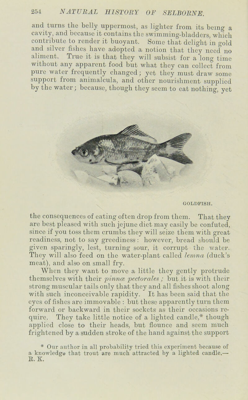 and turns the belly uppermost, as lighter from its being a cavity, and because it contains the swimming-bladders, which contribute to render it buoyant. Some that delight in gold and silver fishes have adopted a notion that they need no aliment. True' it is that they will subsist for a long time without any apparent food but what they can collect from pure water frequently changed; yet they must draw some support from animalcula, and other nourishment supplied by the water; because, though they seem to eat nothing, yet GOLDFISH. the consequences of eating often drop from them. That they are best pleased with such jejune diet may easily be confuted, since if you toss them crumbs they will seize them with great readiness, not to say greediness : however, bread should be given sparingly, lest, turning sour, it corrupt the water. They will also feed on the water-plant called lemna (duck’s meat), and also on small fry. When they want to move a little they gently jorotrude themselves with their innnce pectorales ; but it is with their strong muscular tails only that they and all fishes shoot along with such inconceivable rapidity. It has been said that the eyes of fishes are immovable : but these apparently turn them forward or backward in their sockets as their occasions re- quire. They take little notice of a lighted candle,* though applied close to their heads, but flounce and seem much frightened by a sudden stroke of the hand against the support * Our author in all jirobability tried this experiment because of a knowledge that trout are much attracted by a lighted caudle,— E. K.