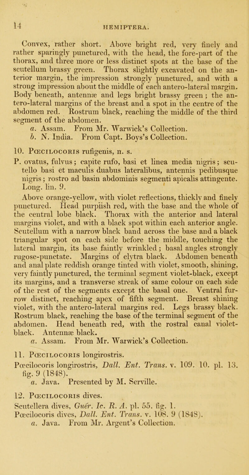 Convex, rather short. Above bright red, very finely and rather sparingly punctured, with the head, the fore-part of the thorax, and three more or less distinct spots at the base of the scutellum brassy green. Thorax slightly excavated on the an- terior margin, the impression strongly punctured, and with a strong impression about the middle of each antero-lateral margin. Body beneath, antennae and legs bright brassv green; the an- tero-lateral margins of the breast and a spot in the centre of the abdomen red. Rostrum black, reaching the middle of the third segment of the abdomen. a. Assam. From Mr. Warwick’s Collection. h. N. India. From Capt. Boys’s Collection. 10. PcECiLocoRis rufigenis, n. s. P. ovatus, fulvus; capite mfo, basi et linea media nigris; scu- tello basi et maculis duabus lateralibus, antennis pedibusque nigris; rostro ad basin abdominis segmenti apicalis attingente. Long. lin. 9. * Above orange-yellow, udth violet reflections, thickly and finely ])unctured. Head purplish red, with the base and the whole of the central lobe black. Thorax with the anterior and lateral margins violet, and with a black spot within each anterior angle. Scutellum with a narrow black band across the base and a black triangular spot on each side before the middle, touching the lateral margin, its base faintly wrinkled; basal angles strongly rugose-j)unctate. Margins of elytra black. Abdomen beneath and anal j)late reddish orange tinted with violet, smooth, shining, very faintly punctured, the terminal segment violet-black, except its margins, and a transverse streak of same colour on each side of the rest of the segments except the basal one. Ventral fur- row distinct, reaching apex of fifth segment. Breast shining violet, with the antero-lateral margins red. Legs brassy black. Rostrum black, reaching the base of the terminal segment of the abdomen. Plead beneath red, with the rostral canal violet- black. Antennae black. a. Assam. From Mr. Warwick’s Collection. 11. PcECiLOCORis longirostris. Poecilocoris longirostris, T)all, Ent. Trans, v. 109. 10. pi. 13. fig. 9 (1848). a. Java. Presented by M. Serville. 12. PCECILOCORIS dives. Scutellera dives, G^ler. Ic. R. A. pi. 55. fig. 1. Poecilocoris dives, Dali. Ent. Trans, v. 108. 9 (1848). a. Java. P'rom Mr. Argent’s Collection.