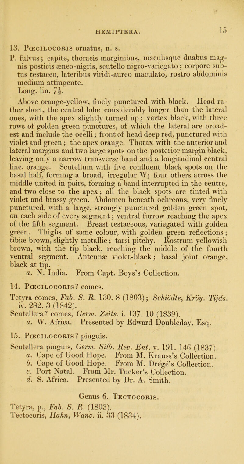 13. PcECiLocoRis ornatus, n. s. P. fulvus; capite, thoracis marginibus, maculisque duabus mag- nis posticis seneo-nigris, scutello nigro-variegato; corpore sub- tus testaceo, lateribus viridi-aureo maculato, rostro abdominis medium attingente. Long. lin. 7h- Above orange-yellow, finely punctured with black. Head ra- ther short, the central lobe considerably longer than the lateral ones, with the apex slightly turned up; vertex black, with three rows of golden green punctures, of which the lateral are broad- est and include the ocelli; front of head deep red, punctured with violet and green; the apex orange. Thorax with the anterior and lateral margins and two large spots on the posterior margin black, leaving only a narrow transverse band and a longitudinal central line, orange. Scutellum with five confluent black spots on the basal half, forming a broad, irregular W; four others across the middle united in pairs, forming a band interrupted in the centre, and two close to the apex; all the black spots are tinted with violet and brassy green. Abdomen beneath oehreous, very finely punctured, with a large, strongly punctured golden green spot, on each side of every segment; ventral furrow reaching the apex of the fifth segment. Breast testaceous, variegated with golden green. Thighs of same colour, with golden green reflections; tibiae brown, slightly metallic; tarsi pitchy. Rostrum yellowish brown, with the tip black, reaching the middle of the fourth ventral segment. Antennae violet-black; basal joint orange, black at tip. - a. N. India. From Capt. Boys’s Collection. 14. PcECiLocoRis? comes. Tetvra comes, Fah. S. R. 130. 8 (1803); Schibdte, Krby. Tijds. iv. 282. 3 (1842). Scutellera? comes. Germ. Zeits. i. 137. 10 (1839). a. \V. Africa. Presented by Edward Doubleday, Esq. 15. PCECILOCORIS ? pinguis. Scutellera pinguis. Germ. Silh. Rev. Ent. v. 191. 146 (183/). a. Cape of Good Hope. From M. Krauss’s Collection. b. Cape of Good Hope. From M. Drege’s Collection. c. Port Natal. From Mr. Tucker’s Collection. d. S. Africa. Presented by Dr. A. Smith. Genus 6. Tectocoris. Tetyra, p., Fah. S. R. (1803). Tectocoris, Hahn, Wanz. ii. 33 (1834).