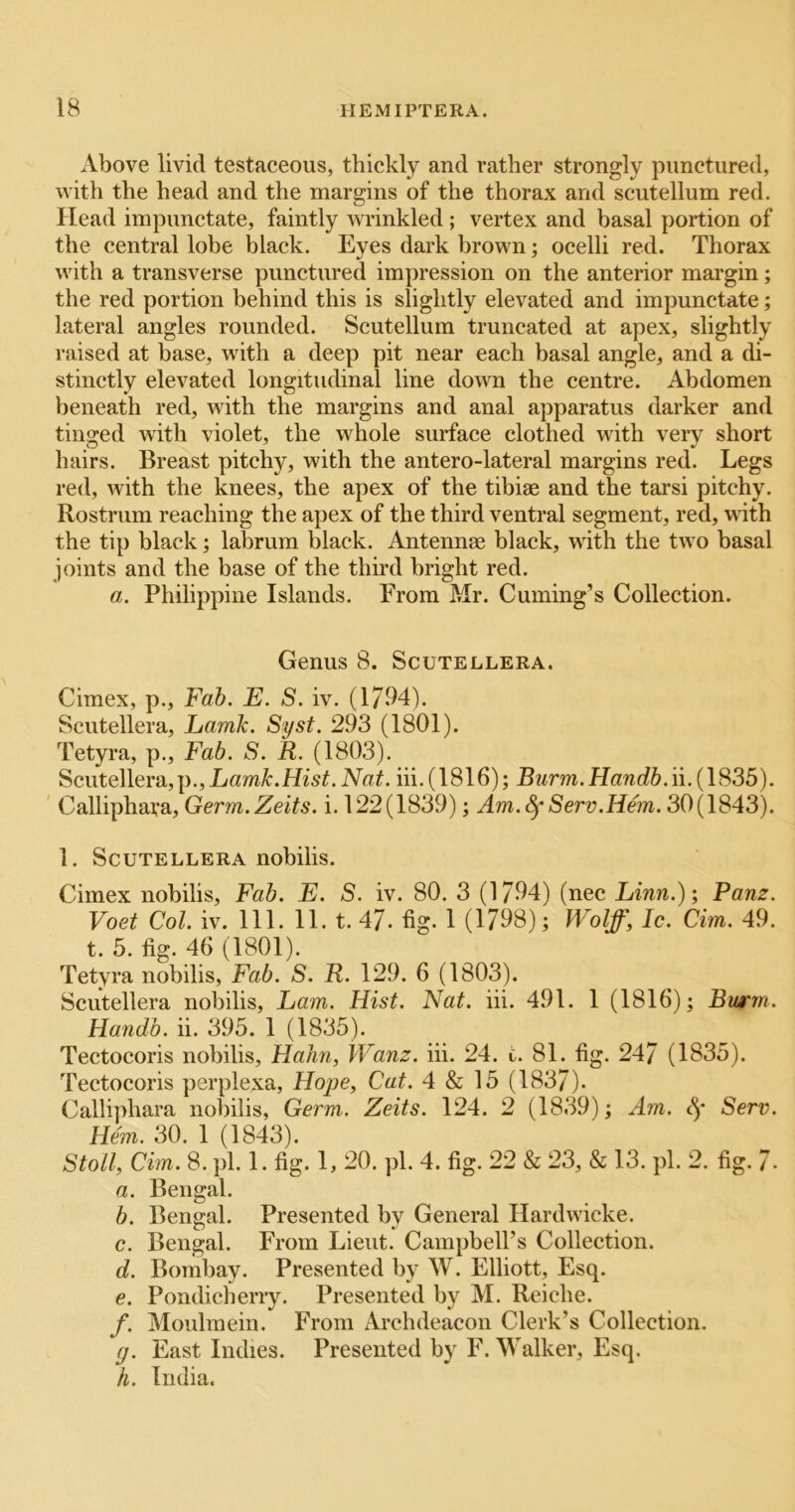 Above livid testaceous, thickly and rather strongly punctured, with the head and the margins of the thorax and scutellum red. Head impunctate, faintly wrinkled; vertex and basal portion of the central lobe black. Eyes dark brown; ocelli red. Thorax with a transverse punctured impression on the anterior margin; the red portion behind this is slightly elevated and impunctate; lateral angles rounded. Scutellum truncated at apex, slightly raised at base, with a deep pit near each basal angle, and a di- stinctly elevated longitudinal line down the centre. Abdomen beneath red, with the margins and anal apparatus darker and tin2:ed with violet, the whole surface clothed with verv short hairs. Breast pitchy, with the antero-lateral margins red. Legs red, with the knees, the apex of the tibiae and the tarsi pitchy. Rostrum reaching the apex of the third ventral segment, red, with the tip black; labrum black. Antennae black, with the two basal joints and the base of the third bright red. a. Philippine Islands. From Mr. Cuming’s Collection. Genus 8. Scutellera. Cimex, p., Fah. E. S. iv. (1794). Scutellera, LamJc. Syst. 293 (1801). Tetyra, p.. Fab. S. R. (1803). Scutellera,\).,Lamk.Hist. Nat. hi. (1816); Burnt. Handb.ii. (1835). ' Callipha;‘a, Germ.Zeits. i. 122(1839); Am.^ Serv.Hem. 30(1843). 1. Scutellera nobilis. Cimex nobilis. Fab. E. S. iv. 80. 3 (1/94) (nec Linn.); Panz. Voet Col. iv. 111. 11. t. 47. fig. 1 (1798); Wolff, Ic. Cim. 49. t. 5. fig. 46 (1801). Tetyra nobilis. Fab. S. R. 129. 6 (1803). Scutellera nobilis, Lam. Hist. Nat. hi. 491. 1 (1816); Biurm. Handb. ii. 395. 1 (1835). Tectocoris nobilis, Hahn, Wanz. hi. 24. t. 81. fig. 247 (1835). Tectocoris perplexa, Hope, Cat. 4 & 15 (1837). Calliphara nobilis, Germ. Zeits. 124. 2 (1839); Am. Sf Serv. Hem. 30. 1 (1843). Stoll, Cim. 8. pi. 1. fig. 1, 20. pi. 4. fig. 22 & 23, & 13. pi. 2. fig. 7. a. Bengal. b. Bengal. Presented by General Hardwicke. c. Bengal. From Lieut. Campbell’s Collection. d. Bombay. Presented by W. Elliott, Esq. e. Pondicherry. Presented by M. Reiche. f. Moulmein. From Archdeacon Clerk’s Collection. y. East Indies. Presented by F. Walker, Esq. h. India.