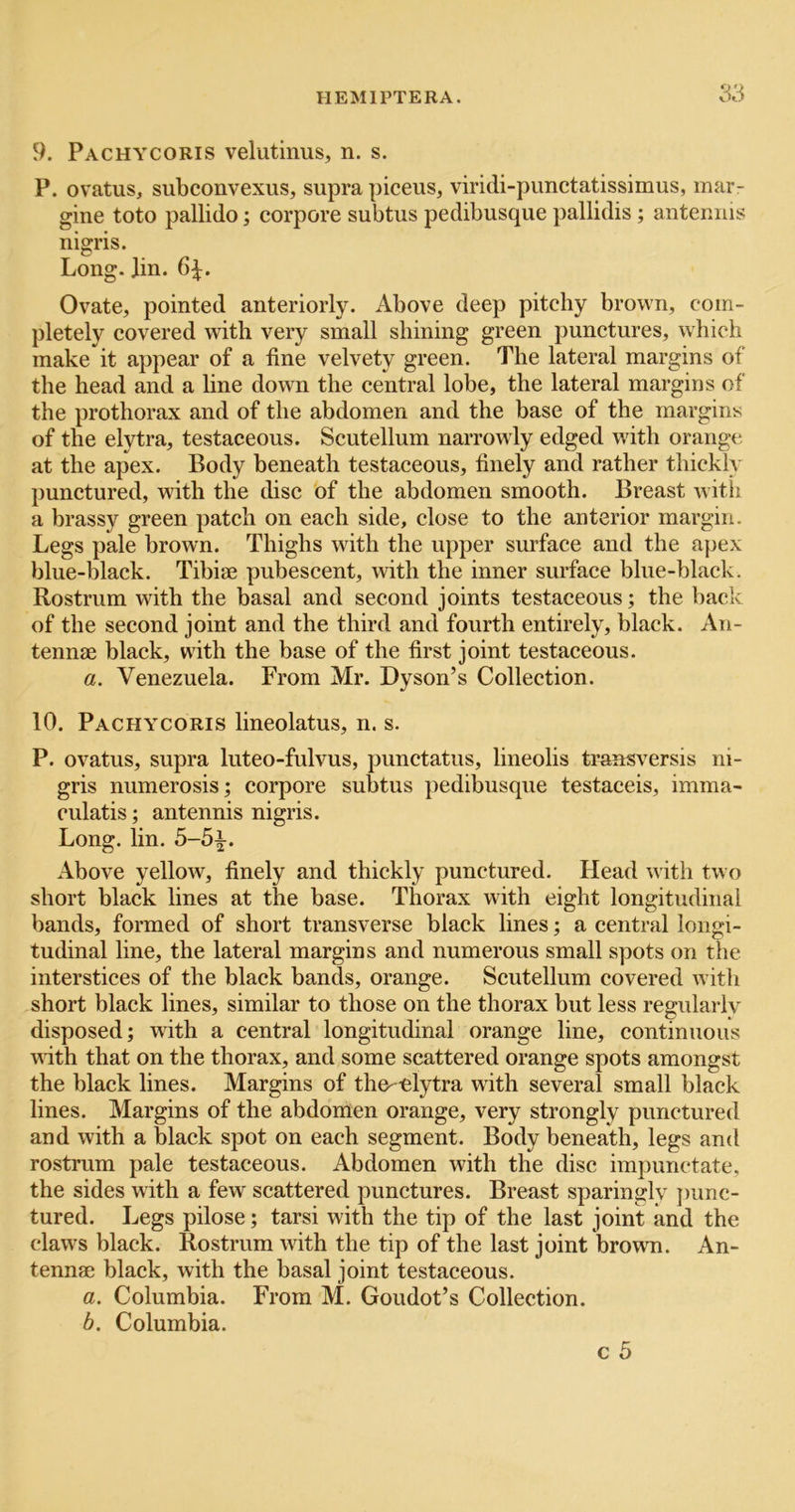 9. Pachycoris velutiniis, n, s. P. ovatus, subconvexus, supra piceus, viridi-punctatissimus, mar- gine toto pallido; corpore subtus pedibusque pallidis; anteniiis nigris. Long. Jin. 6|:. Ovate, pointed anteriorly. Above deep pitchy brown, com- pletely covered with very small shining green punctures, which make it appear of a fine velvety green. The lateral margins of the head and a line down the central lobe, the lateral margins of the prothorax and of the abdomen and the base of the margins of the elytra, testaceous. Scutellum narrowly edged wdth orange at the apex. Body beneath testaceous, finely and rather thickly punctured, with the disc of the abdomen smooth. Breast with a brassy green patch on each side, close to the anterior margin. Legs pale brown. Thighs wdth the upper surface and the apex blue-black. Tibiae pubescent, with the inner surface blue-black. Rostrum with the basal and second joints testaceous; the back of the second joint and the third and fourth entirely, black. An- tennae black, with the base of the first joint testaceous. a. Venezuela. From Mr. Dyson’s Collection. 10. Pachycoris lineolatus, n. s. P. ovatus, supra luteo-fulvus, punctatus, lineolis ti’ansversis ni- gris numerosis; corpore subtus pedibusque testaceis, imma- culatis; antennis nigris. Long. lin. 5-5^. Above yellow, finely and thickly punctured. Head with two short black lines at the base. Thorax with eight longitudinal bands, formed of short transverse black lines; a central longi- tudinal line, the lateral margins and numerous small spots on the interstices of the black bands, orange. Scutellum covered with short black lines, similar to those on the thorax but less regularly disposed; with a central longitudinal orange line, continuous wdth that on the thorax, and some scattered orange spots amongst the black lines. Margins of the- elytra with several small black lines. Margins of the abdonlen orange, very strongly punctured and with a black spot on each segment. Body beneath, legs and rostrum pale testaceous. Abdomen with the disc impunctate, the sides with a few scattered punctures. Breast sparingly })imc- tured. Legs pilose; tarsi with the tip of the last joint and the claws black. Rostrum wdth the tip of the last joint brown. An- tennae black, with the basal joint testaceous. a. Columbia. From M. Goudot’s Collection. b. Columbia.