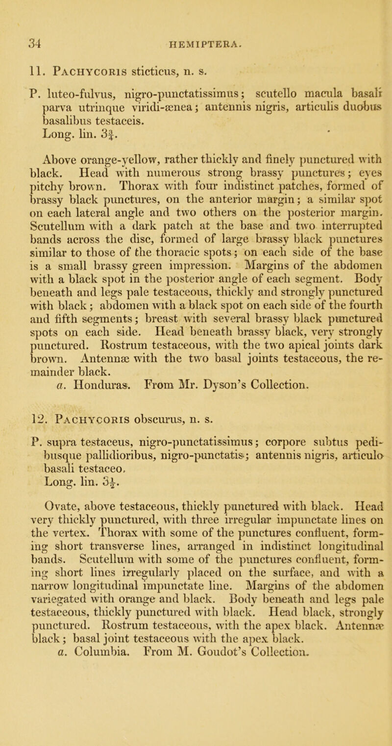 11. Pachycoris sticticus, n. s. P. luteo-fulvus, nigro-punctatissimus; scutello macula basalr parva utrinque viridi-senea; antennis nigris, articulis duobus basalibus testaceis. Long. lin. 3|. Above orange-yellow, rather thickly and finely punctured with black. Head with numerous strong brassy punctures; eyes pitchy brov>n. Thorax with four indistinct patches, formed of brassy black punctures, on the anterior margin; a similar spot on each lateral angle and two others on the posterior margin. Scutellum with a dark patch at the base and two interrupted bands across the disc, formed of large brassy black punctures similar to those of the thoracic spots; on each side of the base is a small brassy green impression. Margins of the abdomen with a black spot in the posterior angle of each segment. Body beneath and legs pale testaceous, thickly and strongly punctured with black; abdomen with a black spot on each side of the fourth and fifth segments; breast with several brassy black punctured spots on each side. Head beneath brassy black, very strongly punctured. Rostrum testaceous, with the two apical joints dark brown. Antennae with the two basal joints testaceous, the re- mainder black. a. Honduras. From Mr. Dyson’s Collection. 12. Pachycoris obscurus, n. s. P. supra testaceus, nigro-punctatissimus; corpore subtus pedi- busque pallidioribus, nigro-punctatis-; antennis nigris, articulo basali testaceo. Long. lin. 3^. Ovate, above testaceous, thickly punctured with black. Head very thickly punctured, with three irregular impimctate lines on the vertex. Thorax with some of the punctures confluent, form- ing short transverse lines, arranged in indistinct longitudinal bands. Scutellum with some of the punctures confluent, form- ing short lines irregularly placed on the surface, and with a narrow longitudinal impunctate line. Margins of the abdomen variegated with orange and black. Body beneath and legs pale testaceous, tliickly punctured with black. Head black, strongly punctured. Rostrum testaceous, with the apex black. Antennw black; basal joint testaceous with the apex black. a. Columbia. From M. Goudot’s Collection.