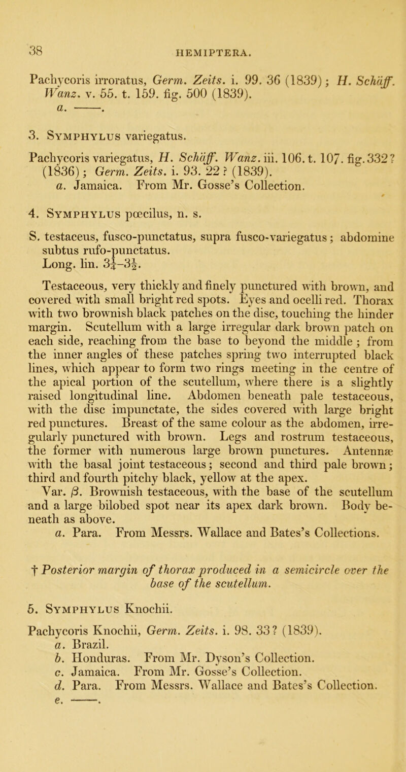 Pachycoris irroratus, Germ. Zeits. i. 99. 36 (1839); H. Schaff. Wanz. V. 55. t. 159. fig. 500 (1839). a. . 3. Symphylus variegatus. Pachycoris variegatus, H. Schaff. Wanz. in, 106. t. 107. fig. 332? (1836); Germ. Zeits. i. 93. 22 ? (1839). a. Jamaica. From Mr. Gosse’s Collection. 4. Symphylus poecilus, n. s. 5. testaceus, fusco-pimctatus, supra fusco-vaiiegatus; abdomine subtus rufo-punctatus. Long. lin. 3^-3^. Testaceous, very thickly and finely punctured uith brown, and covered with small bright red spots. Eyes and ocelli red. Thorax with two brownish black patches on the disc, touching the hinder margin. Scutellum with a large irregular dark brown patch on each side, reaching from the base to beyond the middle ; from the inner angles of these patches spring two interrupted black lines, which appear to form two rings meeting in the centre of the apical portion of the scutellum, where there is a shghtly raised longitudinal line. Abdomen beneath pale testaceous, with the disc impunctate, the sides covered with large bright red punctures. Breast of the same colour as the abdomen, irre- gularly punctured with brown. Legs and rostrum testaceous, the former with numerous large broum punctures. Antennae with the basal joint testaceous; second and third pale brown; third and fourth pitchy black, yellow at the apex. Var. iS. Browmish testaceous, with the base of the scutellum and a large bilobed spot near its apex dark brown. Body be- neath as above. a, Para. From Messrs. Wallace and Bates’s Collections. t Posterior margin of thorax produced in a semicircle over the base of the scutellum. 5. Symphylus Knochii. Pachycoris Knochii, Germ. Zeits. i. 98. 33? (1839). a. Brazil. b. Honduras. From Mr. Dyson’s Collection. c. Jamaica. From Mr. Gosse’s Collection. d. Para. From Messrs. Wallace and Bates’s Collection. e.