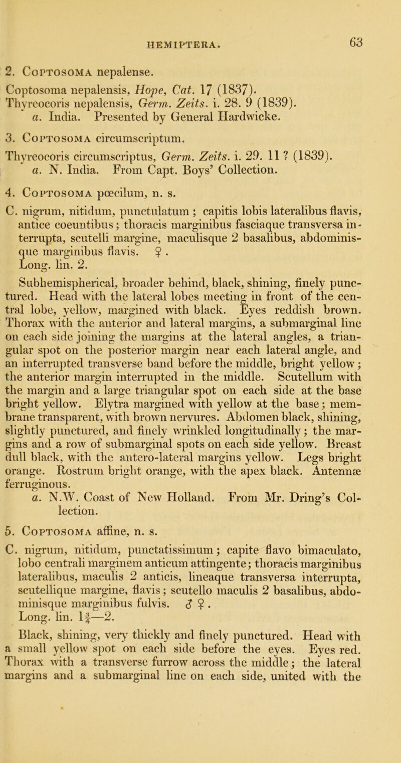 2. CoPTOSOMA nepalense. Coptosoma nepalensis, Hope, Cat. 17 (1837). Thyreocoris nepalensis. Germ. Zeits. i. 28. 9 (1839). a. India. Presented by General Plardwicke. 3. Coptosoma circumscriptum. Thyreocoris circumscriptus, Germ. Zeits. i. 29. 11 ? (1839). a. N. India. From Capt. Boys’ Collection. 4. Coptosoma poecilum, n. s. C. nigrum, nitidum, punctulatum ; capitis lobis lateralibus flavis, antice coeuntibus j thoracis marginibus fasciaque transversa in- terrupta, scutelli margine, maculisque 2 basalibus, abdominis- que marginibus flavis. ? . Long. lin. 2. Subhemispherical, broader behind, black, shining, finely punc- tured. Head with the lateral lobes meeting in front of the cen- tral lobe, yellow, margined with black. Eyes reddish brown. Thorax with the anterior and lateral margins, a submarginal line on each side joining the margins at the lateral angles, a trian- gular spot on the posterior margin near each lateral angle, and an interrupted transverse band before the middle, bright yellow; the anterior margin interrupted in the middle. Scutellum with the margin and a large triangular spot on each side at the base bright yellow. Elytra margined with yellow at the base; mem- brane transparent, with brown nervures. Abdomen black, shining, slightly punctured, and finely wrinkled longitudinally; the mar- gins and a row of submarginal spots on each side yellow. Breast dull black, with the antero-lateral margins yellow. Legs bright orange. Rostrum bright orange, with the apex black. Antennae ferruginous. a. N.W. Coast of New Holland. From Mr. Dring’s Col- lection. 5. Coptosoma affine, n. s. C. nigrum, nitidum, pimctatissimum; capite flavo bimaculato, lobo centrali marginem anticum attingente; thoracis marginibus lateralibus, maculis 2 anticis, lineaque transversa interrupta, scutellique margine, flavis; scutello maculis 2 basalibus, abdo- minisque marginibus fulvis. d ? . Long. lin. If—2. Black, shining, ver^^ thickly and finely punctured. Head with a small yellow spot on each side before the eyes. Eyes red. Thorax with a transverse furrow across the middle; the lateral margins and a submarginal fine on each side, united with the