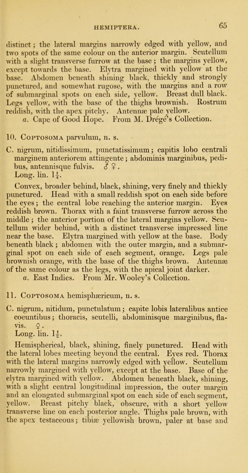 distinct; the lateral margins narrowly edged with yellow, and two spots of the same colour on the anterior margin. Seutellum \>ith a slight transverse furrow at the base ; the margins yellow, except towards the base. Elytra margined with yellow at the base. Abdomen beneath shining black, thickly and strongly punctured, and somewhat rugose, with the margins and a row of submarginal spots on each side, yellow. Breast dull black. Legs yellow, with the base of the thighs brownish. Rostrum reddish, with the apex pitchy. Antennae pale yellow. a. Cape of Good Hope. From M. Drege’s Collection. 10. CoPTOSOMA parvulum, n. s. C. nigrum, nitidissimum, punctatissimum; capitis lobo centrali marginem anteriorem attingente; abdominis marginibus, pedi- bus, antennisque fulvis. $ ? . Long. lin. 1:|. Convex, broader behind, black, shining, very finely and thickly punctured. Head with a small reddish spot on each side before the eyes; the central lobe reaching the anterior margin. Eyes reddish brown. Thorax with a faint transverse furrow across the middle ; the anterior portion of the lateral margins yellow. Scu- telluni wider behind, with a distinct transverse impressed line near the base. Elytra margined with yellow at the base. Body beneath black; abdomen with the outer margin, and a submar- ginal spot on each side of each segment, orange. Legs pale brownish orange, with the base of the thighs brown. Antennae of the same colour as the legs, with the apical joint darker. a. East Indies. From Mr. Wooley’s Collection. 11. CoPTOsoMA hemisphaericum, n. s. C. nigrum, nitidum, punctulatum; capite lobis lateralibus antice coeuntibus; thoracis, scutelli, abdominisque marginibus, fla- vis. 9 . Long. lin. 1|^. Hemispherical, black, shining, finely punctured. Head with the lateral lobes meeting beyond the central. Eyes red. Thorax with the lateral margins narrowly edged with yellow. Seutellum narrowly margined with yellow, except at the base. Base of the elytra margined with yellow. Abdomen beneath black, shining, with a slight central longitudinal impression, the outer margin and an elongated sid)marginal spot on each side of each segment, yellow. Breast pitchy black, obscure, wdth a short yellow transverse line on each posterior angle. Thighs pale brown, with the apex testaceous; tibise yellowish brown, paler at base and