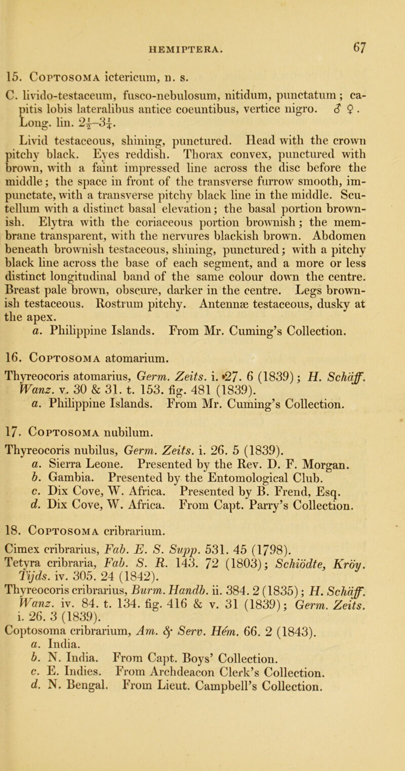 15. CoPTOsoMA ictericum, n. s. C. livido-testaceum, fusco-nebulosum, nitidum, pimctatuin; ca- pitis lobis lateralibiis antice coeuntibus, vertice nigro. S $ . Long. lin. 2^-3^. Livid testaceous, shining, punctured. Head with the crown pitchy black. Eyes reddish. Thorax convex, punctured with brown, with a faint impressed line across the disc before the middle; the space in front of the transverse furrow smooth, im- punctate, with a transverse pitchy black line in the middle. Scu- tellum with a distinct basal elevation; the basal portion brown- ish. Elytra with the coriaceous portion browmish ; the mem- brane transparent, with the nervures blackish brown. Abdomen beneath brownish testaceous, shining, punctured; with a pitchy black line across the base of each segment, and a more or less distinct longitudinal band of the same colour down the centre. Breast pale brown, obscure, darker in the centre. Legs brown- ish testaceous. Rostrum pitchy. Antennae testaceous, dusky at the apex. a. Philippine Islands. From Mr. Cuming’s Collection. 16. CoPTOsoMA atomarium. Thyreocoris atomarius. Germ. Zeits. i. *27. 6 (1839); H. Schdff. Wanz. V. 30 & 31. t. 153. fig. 481 (1839). a. Philippine Islands. From Mr. Cuming’s Collection. 17. CopTosoMA nubilum. Thyreocoris nubilus. Germ. Zeits. i. 26. 5 (1839). a. Sierra Leone. Presented by the Rev. D. F. Morgan. b. Gambia. Presented by the Entomological Club. c. Dix Cove, W. Africa. Presented by B. Frend, Esq. d. Dix Cove, W. Africa. From Capt. Parry’s Collection. 18. CoPTOsoMA cribrarium. Cimex cribrarius. Fab. E. S. Supp. 531. 45 (1798). Tetyra cribraria. Fab. S. R. 143. 72 (1803); Schiodte, Krby. Tijds. iv. 305. 24 (1842). Thyreocoris cribrarius, Burm. Handb. ii. 384. 2 (1835); H. Schdff. Wanz. iv. 84. t. 134. fig. 416 & v. 31 (1839); Germ. Zeits. i. 26. 3 (1839). Coptosoma cribrarium. Am. Sf Serv. Hem. 66. 2 (1843). a. India. b. N. India. From Capt. Boys’ Collection. c. E. Indies. From Archdeacon Clerk’s Collection. d. N, Bengal. From Lieut. Campbell’s Collection.