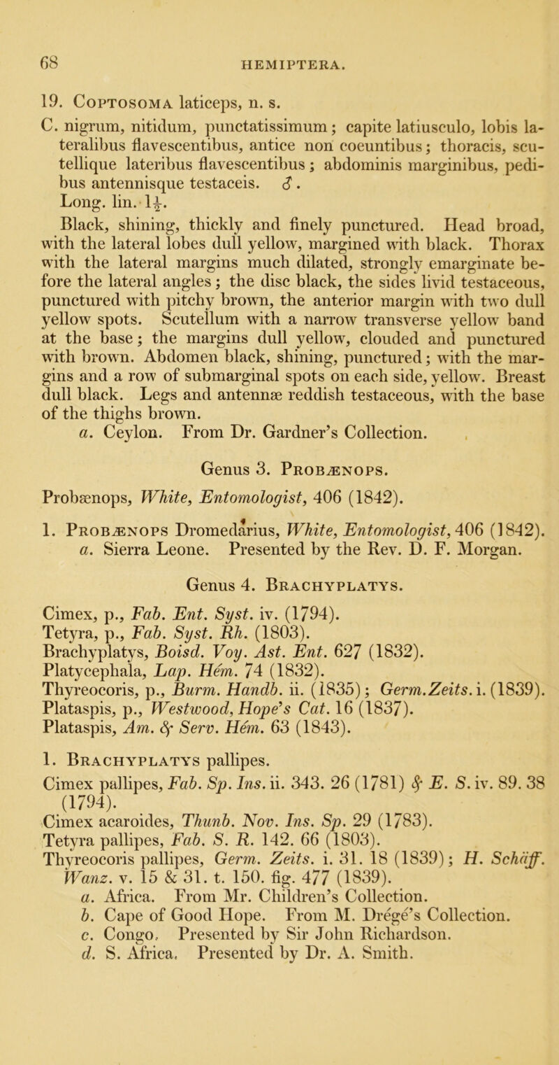 19. CopTosoMA laticeps, n. s. C. nigrum, nitidum, pimctatissimum; capite latiusculo, lobis la- teralibus flavescentibus, antice non coeuntibus; thoracis, scu- tellique lateribus flavescentibus; abdominis marginibus, pedi- bus antennisque testaceis. <? . Long. lin. li. Black, shining, thickly and finely punctured. Head broad, with the lateral lobes dull yellow, margined with black. Thorax with the lateral margins much dilated, strongly emarginate be- fore the lateral angles; the disc black, the sides livid testaceous, punctured with pitchy brown, the anterior margin with two dull yellow spots. Scutellum with a narrow transverse yellow band at the base; the margins dull yellow, clouded and punctured with brown. Abdomen black, shining, punctured; with the mar- gins and a row of submarginal spots on each side, yellow. Breast dull black. Legs and antennae reddish testaceous, wdth the base of the thighs brown. a. Ceylon. From Dr. Gardner’s Collection. Genus 3. Prob^enops. Probsenops, White, Entomologist, 406 (1842). 1. Probsenops Dromedarius, White, Entomologist, (1842). a. Sierra Leone. Presented by the Rev. D. F. Morgan. Genus 4. Brachyplatys. Cimex, p.. Fab. Ent. Syst. iv. (1794). Tetyra, p.. Fab. Syst. Rh. (1803). Brachyplatys, Boisd. Voy. Ast. Ent. 627 (1832). Platycephala, Lap. Hem. 74 (1832). Thyreocoris, p., Burm. Handb. ii. (1835); Gem.ZezT^. i. (1839). Plataspis, p., Westwood, Hope^s Cat. 16 (1837). Plataspis, Am. Serv. Hem. 63 (1843). 1. Brachyplatys pallipes. Cimex pallipes. Fab. Sp. Ins. ii. 343. 26 (1781) ^ E. S. iv. 89. 38 (1794). Cimex acaroides, Thunb. Nov. Ins. Sp. 29 (1783). Tetyra pallipes, Fab. S. R. 142. 66 (1803). Thyreocoris pallipes. Germ. Zeits. i. 31. 18 (1839); H. Schdff. Wanz. V. 15 & 31. t. 150. fig. 477 (1839). a. Africa. From Mr. Children’s Collection. b. Cape of Good Hope. From M. Drege’s Collection. c. Congo. Presented by Sir John Richardson. d. S. Africa, Presented by Dr. A. Smith.