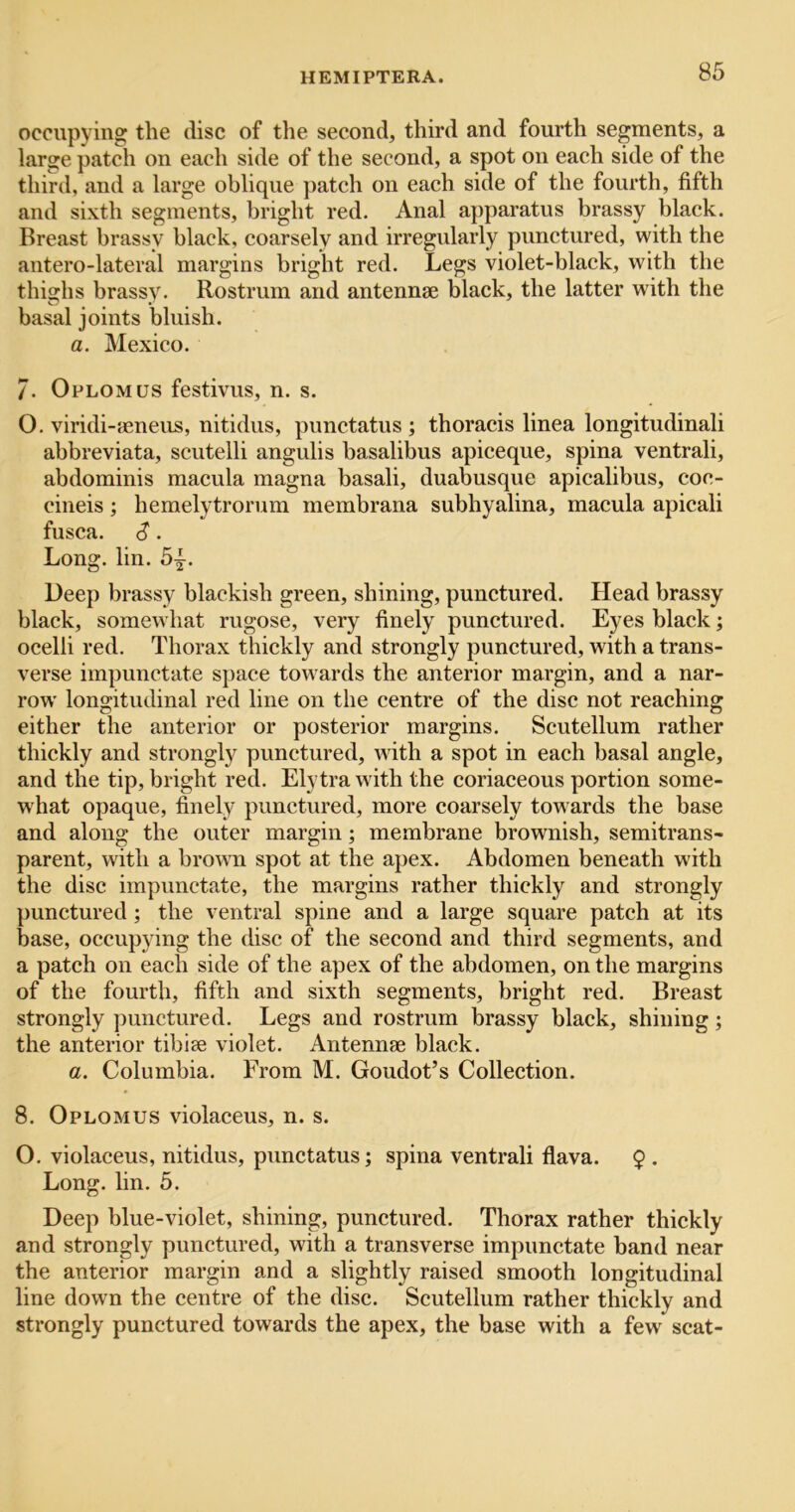 occupying the disc of the second, third and fourth segments, a large patch on each side of the second, a spot on each side of the third, and a large oblique patch on each side of the fourth, fifth and sixth segments, bright red. Anal apparatus brassy black. Breast brassy black, coarsely and irregularly punctured, with the antero-lateral margins bright red. Legs violet-black, with the thighs brassy. Rostrum and antennae black, the latter with the basal joints bluish. a. Mexico. /. Oplomus festivus, n. s. O. viridi-aeneus, nitidus, punctatus ; thoracis linea longitudinali abbreviata, scutelli angulis basalibus apiceque, spina ventrali, abdominis macula magna basali, duabusque apicalibus, coc- cineis; hemelytrorum membrana subhyalina, macula apicali fusca. S . Long. lin. 5j^. Deep brassy blackish green, shining, punctured. Head brassy black, somewhat rugose, very finely punctured. Eyes black; ocelli red. Thorax thickly and strongly punctured, with a trans- verse impunctate space towards the anterior margin, and a nar- row longitudinal red line on the centre of the disc not reaching either the anterior or posterior margins. Scutellum rather thickly and strongl}'^ punctured, with a spot in eaeh basal angle, and the tip, bright red. Elytra with the coriaceous portion some- what opaque, finely punetured, more coarsely towards the base and along the outer margin; membrane brownish, semitrans- parent, with a brown spot at the apex. Abdomen beneath with the disc impunctate, the margins rather thickly and strongly punctured ; the ventral spine and a large square patch at its base, occupying the disc of the second and third segments, and a patch on each side of the apex of the abdomen, on the margins of the fourth, fifth and sixth segments, bright red. Breast strongly punctured. Legs and rostrum brassy black, shining; the anterior tibiae violet. Antennae black. a. Columbia. From M. Goudot’s Collection. 8. Oplomus violaceus, n. s. O. violaceus, nitidus, punctatus; spina ventrali flava. 9 . Long. lin. 5. Deep blue-violet, shining, punctured. Thorax rather thickly and strongly punctured, with a transverse impunctate band near the anterior margin and a slightly raised smooth longitudinal line down the centre of the disc. Scutellum rather thickly and strongly punctured towards the apex, the base with a few scat-