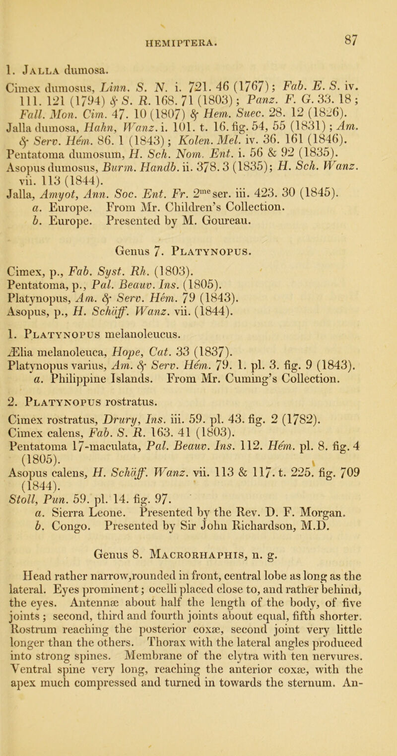 1. Jalla dumosa. Cimex dimiosus, Linn. S. N. i. 721. 46 (1767); Fab. E. S. iv. 111. 121 (1794) c^S. R. 168. 71 (1803); Panz. F. G. 33. 18 ; Fall. Mon. dm. 47. 10 (1807) ^ Hem. Suec. 28. 12 (1826). Jalla dumosa, Hahn, Wanz. i. 101. t. 16. lig. 54, 55 (1831); Am. Serv. Hem. 86. 1 (1843); Kolen. Mel. iv. 36. 161 (1846). Pentatoma diimosum, H. Sch. Nom. Ent. i. 56 & 92 (1835). Asopus dumosus, Burm. Handh. ii. 378. 3 (1835); H. Sch. Wanz. vii. 113 (1844). Jalla, Amyot, Ann. Soc. Ent. Fr. 2”'®ser. iii. 423. 30 (1845). a. Europe. From Mr. Children’s Collection. b. Europe. Presented by M. Goureau. Genus 7. Platynopus. Cimex, p., Fab. Syst. Rh. (1803). Pentatoma, p.. Pal. Beauv. Ins. (1805). Platynopus, Am. ^ Serv. Hem. 79 (1843). Asopus, p., H. Schajf. Wanz. vii. (1844). 1. Platynopus melanoleucus. J^lia melanoleuca, Hope, Cat. 33 (1837). Platynopus varius. Am. Sf Serv. Hem. 79. 1. pi. 3. fig. 9 (1843). a. Philippine Islands. From Mr. Cuming’s Collection. 2. Platynopus rostratus. Cimex rostratus, Drury, Ins. iii. 59. pi. 43. fig. 2 (1782). Cimex calens. Fab. S. R. 163. 41 (1803). Pentatoma 17-maculata, Pal. Beauv. Ins. 112. Hem. pi. 8. fig. 4 (1805). Asopus calens, H. Sch'dff. Wanz. vii. 113 & 117. t. 225. fig. 709 (1844). Stoll, Pun. 59. pi. 14. fig. 97. a. Sierra Leone. Presented by the Rev. D. F. Morgan. b. Congo. Presented by Sir John Richardson, M.D. Genus 8. Macrorhaphis, n. g. Head rather narrow,rounded in front, central lobe as long as the lateral. Eyes prominent; ocelli placed close to, and rather behind, the eyes. Antennae about half the length of the body, of five joints ; second, third and fourth joints about equal, fifth shorter. Rostrum reaching the posterior coxae, second joint very little longer than the others. Thorax with the lateral angles produced into strong spines. Membrane of the elytra with ten nervures. Ventral spine very long, reaching the anterior coxae, with the apex much compressed and turned in towards the sternum. An-