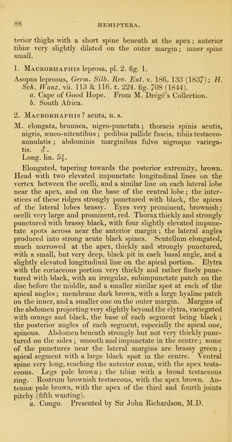 terior thighs with a short spine beneath at the apex; anterior tibijE very slightly dilated on the outer margin; inner spine small. 1. MacrorhAPHIS leprosa, pi. 2. fig. 1. Asopus leprosus, Germ. Silb. Rev. Ent. v. 186. 133 (183/); H. Sch. IVanz. vii. 113 & 116. t. 224. fig. 708 (1844). a. Cape of Good Hope. From M. Drege’s Collection. b. South Africa. 2. Macrorhaphis ? acuta, n. s. M. elongata, brunnea, nigro-punctata; thoracis spinis acutis, nigris, aeneo-nitentibus ; pedibus pallide fuscis, tibiis testaceo- annulatis; abdominis marginibus fulvo nigroque variega- tis. S. Long. lin. 5^. Elongated, tapering towards the posterior extremity, brown. Head with two elevated impunctate longitudinal lines on the vertex between the ocelli, and a similar line on each lateral lobe near the apex, and on the base of the central lobe; the inter- stices of these ridges strongly punctured with black, the apices of the lateral lobes brassy. Eyes very prominent, brownish; ocelli very large and prominent, red. Thorax thickly and strongly punctured with brassy black, with four slightly elevated impunc- tate spots across near the anterior margin; the lateral angles produced into strong acute black spines. Scutellum elongated, much narrowed at the apex, thickly and strongly punctured, with a small, but very deep, black pit in each basal angle, and a slightly elevated longitudinal line on the apical portion. Ehdra with the coriaceous portion very thickly and rather finely punc- tured with black, with an irregular, subimpunctate patch on the disc before the middle, and a smaller similar spot at each of the apical angles; membrane dark brown, with a large hyaline patch on the inner, and a smaller one on the outer margin. Margins of the abdomen projecting very slightly beyond the elytra, variegated with orange and black, the base of each segment being black; the posterior angles of each segment, especially the apical one, spinous. Abdomen beneath strongly but not very thickly punc- tured on the sides ; smooth and impunctate in the centre; some of the punctures near the lateral margins are brassy green; apical segment with a large black spot in the centre. Ventral spine very long, reaching the anterior coxae, with the apex testa- ceous. Legs pale brown; the tibiae with a broad testaceous ring. Rostrum brownish testaceous, with the apex brown. An- tennae pale brown, with the apex of the third and fourth joints pitchy (fifth wanting). a. Congo. Presented by Sir John Richardson, M.D.
