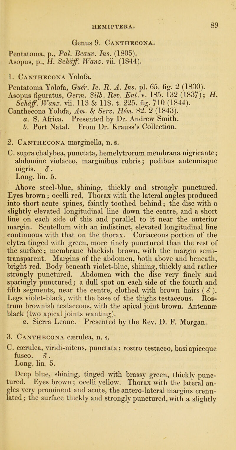 Genus 9. Canthecona. Pentatoma, p., Pal. Beauv. Ins. (1805). Asopus, p., H. Schaff. Wanz. vii. (1844). 1. Canthecona Yolofa. Pentatoma Yolofa, Guer. Ic. R. A. Ins. pi. 65. fig. 2 (1830). Asopus figuratus. Germ. Silb. Rev. Ent.v. 185. 132 (1837); H. Schaff. Wanz. vii. 113 & 118. t. 225. fig. 710 (1844). Canthecona Yolofa, Am. 8f Serv. Hem. 82. 2 (1843). a. S. Africa. Presented by Dr. Andrew Smith. b. Port Natal. From Dr. Krauss’s Collection. 2. Canthecona marginella, n. s. C. supra chalybea, punctata, hemelytrorum membrana nigricante; abdomine violaceo, marginibus mbris; pedibus antennisque nigris. 8'. Long. lin. 5. Above steel-blue, shining, thickly and strongly punctured. Eyes brown; ocelli red. Thorax with the lateral angles produced into short acute spines, faintly toothed behind; the disc with a slightly elevated longitudinal line down the centre, and a short line on each side of this and parallel to it near the anterior margin. Scutellum with an indistinct, elevated longitudinal line continuous with that on the thorax. Coriaceous portion of the elytra tinged with green, more finely punctured than the rest of the surface; membrane blackish brown, with the margin semi- transparent. Margins of the abdomen, both above and beneath, bright red. Body beneath violet-blue, shining, thickly and rather strongly punctured. Abdomen with the disc very finely and sparingly punctured; a dull spot on each side of the fourth and fifth segments, near the centre, clothed with brown hairs (c?). Legs violet-black, w4th the base of the thighs testaceous. Ros- trum brownish testaceous, with the apical joint brown. Antennae black (two apical joints wanting). a. Sierra Leone. Presented by the Rev. D. F. Morgan. 3. Canthecona caerulea, n. s. C. caerulea, viridi-nitens, punctata; rostro testaceo, basiapiceque fusco. d. Long, lin, 5. Deep blue, shining, tinged with brassy green, thickly punc- tured. Eyes brown; ocelli yellow. Thorax with the lateral an- gles very prominent and acute, the antero-lateral margins crenu- lated; the surface thickly and strongly punctured, with a slightly