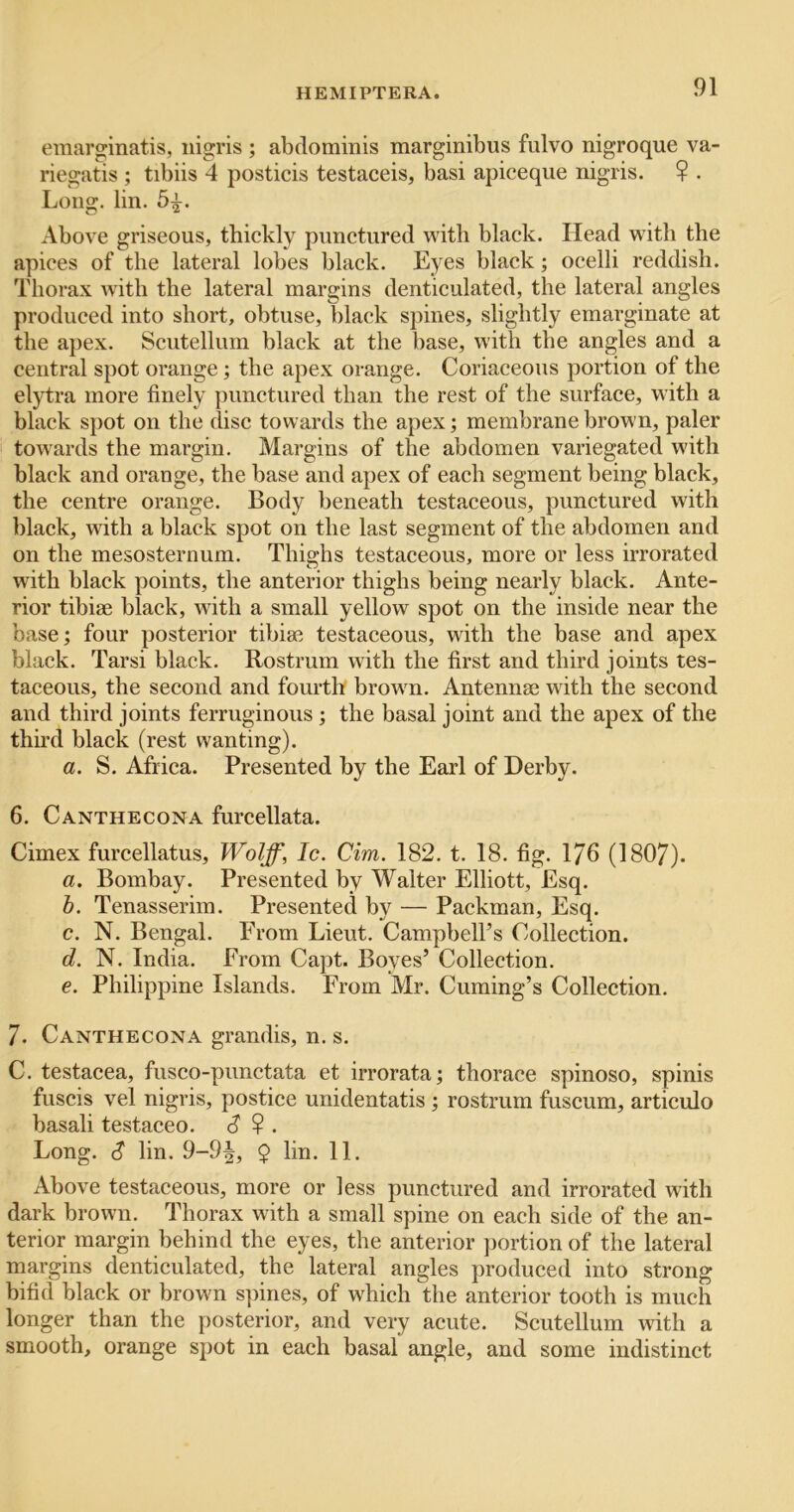 emarginatis, iiigris ; abdominis marginibus fulvo nigroque va- riegatis ; tibiis 4 posticis testaceis, basi apiceqiie nigris. ? . Long. lin. 5^. Above griseous, thickly punctured with black. Head with the apices of the lateral lobes black. Eyes black; ocelli reddish. Thorax with the lateral margins denticulated, the lateral angles produced into short, obtuse, black spines, slightly emarginate at the apex. Scutellum black at the base, with the angles and a central spot orange; the apex orange. Coriaceous portion of the elytra more finely punctured than the rest of the surface, with a black spot on the disc towards the apex; membrane brown, paler towards the margin. Margins of the abdomen variegated with black and orange, the base and apex of each segment being black, the centre orange. Body beneath testaceous, punctured with black, with a black spot on the last segment of the abdomen and on the mesosternum. Thighs testaceous, more or less irrorated with black points, the anterior thighs being nearly black. Ante- rior tibiae black, wdth a small yellow spot on the inside near the base; four posterior tibiae testaceous, with the base and apex black. Tarsi black. Rostrum with the first and third joints tes- taceous, the second and fourth brown. Antennae with the second and third joints ferruginous ; the basal joint and the apex of the third black (rest wanting). a. S. Africa. Presented by the Earl of Derby. 6. Canthecona furcellata. Cimex furcellatus, Wolff, Ic. dm. 182. t. 18. fig. 176 (1807). a. Bombay. Presented by Walter Elliott, Esq. b. Tenasserim. Presented by — Packman, Esq. c. N. Bengal. From Lieut. Campbell’s Collection. d. N. India. From Capt. Boyes’ Collection. e. Philippine Islands. From Mr. Cuming’s Collection. 7. Canthecona grandis, n. s. C. testacea, fusco-punctata et irrorata; thorace spinoso, spinis fuscis vel nigris, postice unidentatis ; rostrum fuscum, articulo basali testaceo. c? ? . Long. S lin. 9-9|, 9 lin. 11. Above testaceous, more or less punctured and irrorated with dark brown. Thorax with a small spine on each side of the an- terior margin behind the eyes, the anterior ])ortion of the lateral margins denticulated, the lateral angles produced into strong bifid black or brown spines, of w'hich the anterior tooth is much longer than the posterior, and very acute. Scutellum with a smooth, orange spot in each basal angle, and some indistinct
