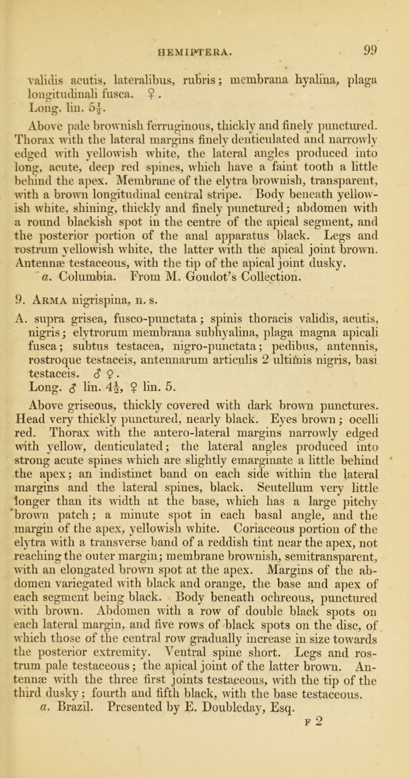 validis acutis, lateralibus, rutris; membrana hyalina, plaga louijitiulinali fusca. ? . Long. liii. 5:^. Above pale brownish ferruginous, thickly and finely punctured. Thorax with the lateral margins finely denticulated and narrowly edged with yellowish white, the lateral angles produced into long, acute, deep red spines, which have a faint tooth a little behind the apex. Membrane of the elytra brownish, transparent, with a brown longitudinal central stripe. Body beneath yellow- ish white, shining, thickly and finely punctured; abdomen with a round blackish spot in the centre of the apical segment, and the posterior portion of the anal apparatus black. Legs and rostrum yellowish white, the latter with the apical joint brown. Antennae testaceous, with the tip of the apical joint dusky. ‘«. Columbia. From M. Goudot’s Collection. 9. Arma nigrispina, n. s. A. supra grisea, fusco-punctata; spinis thoracis validis, acutis, nigris; elytrorum membrana subhyalina, plaga magna apicali fusca; subtus testacea, nigro-punctata; pedibus, antennis, rostroque testaceis, antennarum articulis 2 ultifnis nigris, basi testaceis. S $. Long. $ lin. 4|, $ lin. 5. Above griseous, thickly covered with dark broum punctmes. Head very thickly punctured, nearly black. Eyes brown ; ocelli red. Thorax with the antero-lateral margins narrowly edged with yellow, denticulated; the lateral angles produced into strong acute spines which are slightly emarginate a little behind the apex; an indistinct band on each side within the lateral margins and the lateral spines, black. Scutellum very little longer than its width at the base, which has a large pitchy ’browm patch; a minute spot in each basal angle, and the margin of the apex, yellowish white. Coriaceous portion of the elytra with a transverse band of a reddish tint near the apex, not reaching the outer margin; membrane brownish, semitransparent, with an elongated brown spot at the apex. Margins of the ab- domen variegated with black and orange, the base and apex of each segment being black. Body beneath ochreous, punctured with brown. Abdomen with a row of double black spots on each lateral margin, and five rows of black spots on the disc, of w^hich those of the central row gradually increase in size towards the posterior extremity. Ventral spine short. Legs and ros- trum pale testaceous; the apical joint of the latter brown. An- tennae with the three first joints testaceous, with the tip of the third dusky; fourth and fifth black, with the base testaceous. a. Brazil. Presented by E. Doubleday, Esq. F 2