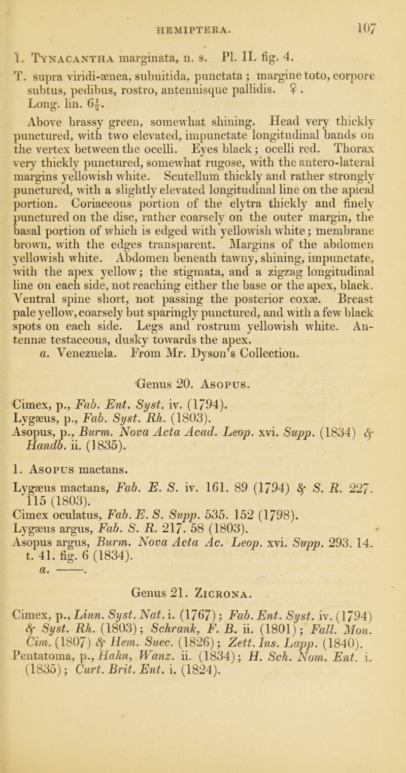 1. 'Tynacantha marginata, n. s. PL II. fig. 4. T. supra viridi-aenea, subnitida, punctata ; margine toto, corpore subtus, pedibus, rostvo, antennisque pallidis. ? . Long. lin. 6^. Above brassy green, somewhat shining. Head very thickly punctured, with two elevated, impunctate longitudinal bands on the vertex between the ocelli. Eyes black; ocelli red. Thorax very thickly punctured, somewhat rugose, with the antero-lateral margins yellowish white. Scutellum thickly and rather strongly punctured, with a slightly elevated longitudinal line on the apical portion. Coriaceous portion of the elytra thickly and finely punctured on the disc, rather coarsely on the outer margin, the basal portion of which is edged with yellowish white; membrane brown, with the edges transparent. Margins of the abdomen yellowish white. Abdomen beneath tawny, shining, impunctate, with the apex yellow; the stigmata, and a zigzag longitudinal line on each side, not reaching either the base or the apex, black. Ventral spine short, not passing the posterior coxse. Breast pale yellow, coarsely but sparingly punctured, and with a few black spots on each side. Legs and rostrum yellowish white. An- tennse testaceous, dusky towards the apex. a. Venezuela. From Mr. Dyson’s Collection. Genus 20. As opus. Cimex, p.. Fab. Ent. Syst. iv. (1794). Lygaeus, p., Fab. Syst. Rk. (1803). Asopus, p., Burm. Nova Acta Acad. Leop. xvi. Supp. (1834) A Handb. ii. (1835). I. Asopus mactans. Lygaeus mactans. Fab. E. S. iv. 161. 89 (1794) S. R. 227. 115 (1803). Cimex oculatus, Fab. E. S. Supp. 535. 152 (1798). Lygaeus argus. Fab. S. R. 217. 58 (1803). Asopus argus, Burm. Nova Acta Ac. Leop. xvi. Supp. 293. 14. t. 41. fig. 6 (1834). a. . Genus 21. Zicrona. Cimex, p., Linn. Syst. Nat. i. (1767): Fab. Ent. Syst. iv. (1794) ^ Syst. Rh. (1803); Schrank, F. B. ii. (1801); Fall. Mon. Cim. (1807) Sf Hem. Suec. (1826); Zett.Ins. Lapp. (18i0). Pentatoma, \^., Hahn, Wanz. ii. (1834); H. Sch. Nom. Ent. i. (1835); Curt. Brit. Ent. i. (1824).