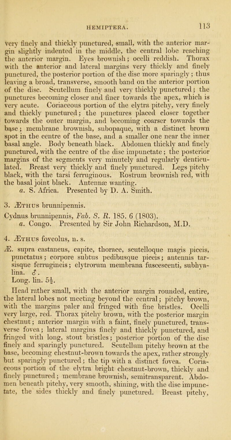 very finely and thickly punctured, small, with the anterior mar- gin slightly indented in the middle, the central lobe reaching the anterior margin. Eyes brownish; ocelli reddish. Thorax with the anterior and lateral margins very thickly and finely punctured, the posterior portion of the disc more sparingly; thus leaving a broad, transverse, smooth band on the anterior portion of the disc. Scutellum finely and very thickly punctured; the punctures becoming closer and finer towards the apex, which is very acute. Coriaceous portion of the elytra pitchy, very finely and thickly punctured; the punctures placed closer together towards the outer margin, and becoming coarser towards the base; membrane brownish, subopaque, with a distinct brown spot in the centre of the base, and a smaller one near the inner basal angle. Body beneath black. Abdomen thickly and finely punctured, with the centre of the disc impunctate ; the posterior margins of the segments very minutely and regularly denticu- lated. Breast very thickly and finely punctured. Legs pitchy black, with the tarsi ferruginous. Rostrum brownish red, with the basal joint black. Antennae wanting. a. S. Africa. Presented by D. A. Smith. 3. .^Ethus brunnipennis. Cydnus brunnipennis. Fab, S. R. 185. 6 (1803). a. Congo. Presented by Sir John Richardson, M.D. 4. ^Ethus foveolus, n. s. .E. supra castaneus, capite, thorace, scutelloque magis piceis, punctatus; corpore subtus pedibusque piceis; antennis tar- sisque ferrugineis; elytrorum membrana fuscescenti, subhya- lina. S. Long. lin. 5|. Head rather small, with the anterior margin rounded, entire, the lateral lobes not meeting beyond the central; pitchy brown, with the margins paler and fringed with fine bristles. Ocelli very large, red. Thorax pitchy brown, with the posterior margin chestnut; anterior margin with a faint, finely punctured, trans- verse fovea; lateral margins finely and thickly punctured, and fringed with long, stout bristles; posterior portion of the disc finely and sparingly punctured. Scutellum pitchy brown at the base, becoming chestnut-brown towards the apex, rather strongly but sparingly punctured; the tip with a distinct fovea. Coria- ceous portion of the elytra bright chestnut-brown, thickly and finely punctured; membrane brownish, semitransparent. Abdo- men beneath pitchy, very smooth, shining, with the disc impunc- tate, the sides thickly and finely punctured. Breast y)itchy.