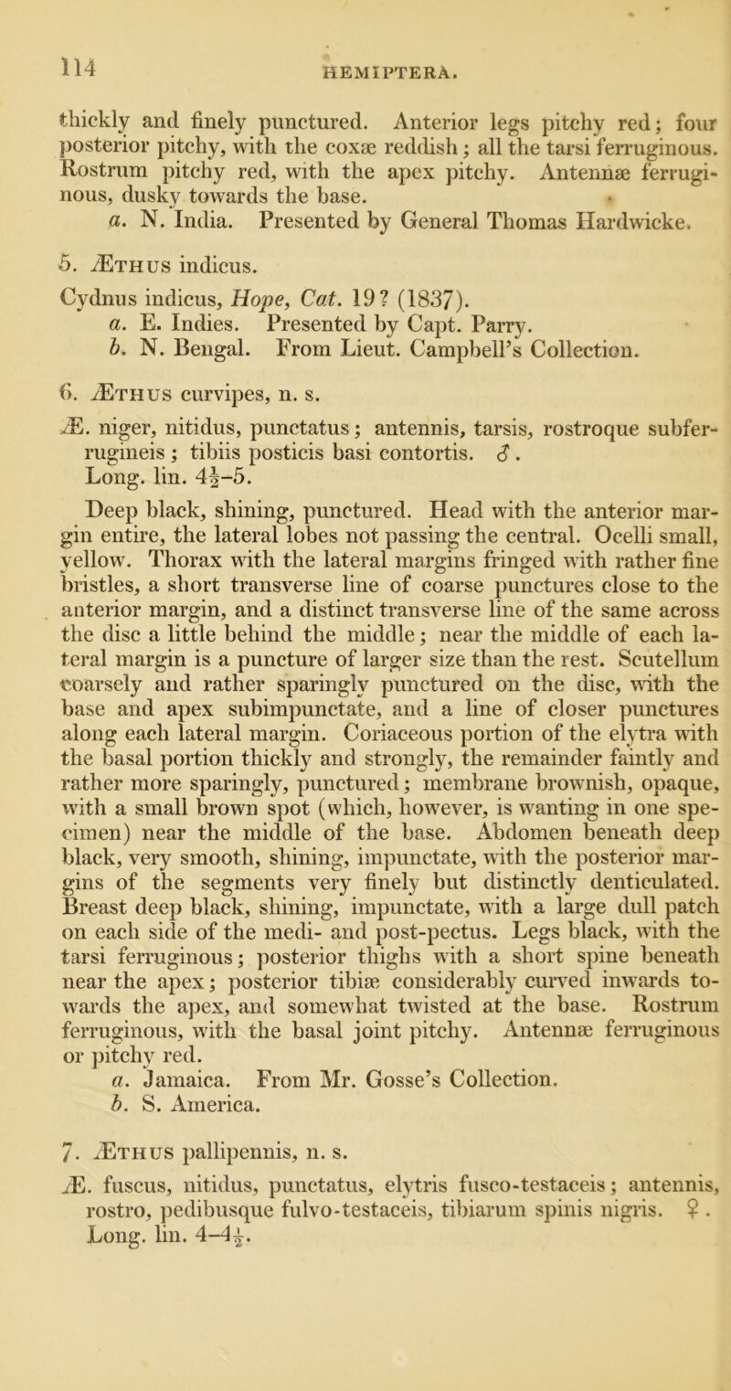 thickly and finely punctured. Anterior legs pitchy red; four posterior pitchy, with the coxae reddish; all the tarsi ferruginous. Rostrum pitchy red, with the apex pitchy. Antenna3 ferrugi- nous, dusky towards the base. a. N. India. Presented by General Thomas Hardwicke. 5. iETHUS indicus. Cydnus indicus, Hope, Cat. 19? (1837). a. E. Indies. Presented by Capt. Parry. b. N. Bengal. Prom Lieut. Campbell’s Collection. ('). >;:Ethus curvipes, n. s. :^E. niger, nitidus, punctatus; antennis, tarsis, rostroque subfer- rugineis ; tibiis posticis basi contortis. S . Long. lin. 4|-5. Deep black, shining, punctured. Head with the anterior mar- gin entire, the lateral lobes not passing the central. Ocelli small, yellow. Thorax with the lateral margins fringed with rather fine bristles, a short transverse line of coarse punctures close to the anterior margin, and a distinct transverse line of the same across the disc a little behind the middle; near the middle of each la- teral margin is a puncture of larger size than the rest. Scutellum coarsely and rather sparingly punctured on the disc, with the base and apex subimpunctate, and a line of closer punctures along each lateral margin. Coriaceous portion of the elytra with the basal portion thickly and strongly, the remainder faintly and rather more sparingly, punctured; membrane brownish, opaque, with a small brown spot (which, however, is wanting in one spe- cimen) near the middle of the base. Abdomen beneath deep black, very smooth, shining, impunctate, with the posterior mar- gins of the segments very finely but distinctly denticulated. Breast deep black, shining, impunctate, with a large dull patch on each side of the medi- and post-pectus. Legs black, with the tarsi ferruginous; posterior thighs with a short spine beneath near the apex; posterior tibiae considerably curved inwards to- wards the apex, and somewhat twisted at the base. Rostrum ferruginous, with the basal joint pitchy. Antennae ferruginous or pitchy red. a. Jamaica. From Mr. Gosse’s Collection. b. S. America. 7. ^Ethus pallipennis, n. s. yE. fuscus, nitidus, punctatus, elytris fusco-testaceis; antennis, rostro, pedibusque fulvo-testaceis, tibiarum spinis nigris. ? . Long. lin. 4-4^.