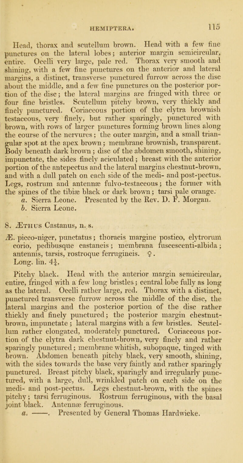 Head, thorax and sciitellum brown. Head with a few fine punctures on the lateral lobes; anterior margin semicircular, entire. Ocelli very large, pale red. Thorax very smooth and shining, with a few fine punctures on the anterior and lateral margins, a distinct, transverse punctured furrow across the disc about the middle, and a few fine punctures on the posterior por- tion of the disc; the lateral margins are fringed with three or four fine bristles. Scutellum pitchy brown, very thickly and finely punctured. Coriaceous portion of the elytra brownish testaceous, very finely, but rather sparingly, punctured with brown, with rows of larger punctures forming brown lines along the course of the nervures; the outer margin, and a small trian- gular spot at the apex brown; membrane brownish, transparent. Body beneath dark brown; disc of the abdomen smooth, shining, impunctate, the sides finely aciculated; breast with the anterior portion of the antepectus and the lateral margins chestnut-brown, and with a dull patch on each side of the medi- and post-pectus. Legs, rostrum and antennm fulvo-testaceous; the former with the spines of the tibiae black or dark brown; tarsi pale orange. a. Sierra Leone. Presented by the Rev. D. F. Morgan. h. Sierra Leone. 8. .^THus Castanus, n. s. /E. piceo-niger, punctatus; thoracis margine postico, elytrorum corio, pedibusque castaneis; membrana fuscescenti-albida; antennis, tarsis, rostroque ferrugineis. 9 . Long. lin. 4^. Pitchy black. Head with the anterior margin semicircular, entire, fringed with a few long bristles; central lobe fully as long as the lateral. Ocelli rather large, red. Thorax with a distinct, punctured transverse furrow across the middle of the disc, the lateral margins and the posterior portion of the disc rather thickly and finely punctured; the posterior margin chestnut- brown, impunctate ; lateral margins with a few bristles. Scutel- lum rather elongated, moderately punctured. Coriaceous por- tion of the elytra dark chestnut-brown, very finely and rather sparingly punctured; membrane whitish, subopaque, tinged with brown. Abdomen beneath pitchy black, very smooth, shining, with the sides towards the base very faintly and rather sparingly punctured. Breast pitchy black, sparingly and irregularly punc- tured, with a large, dull, wrinkled patch on each side on the medi- and post-pectus. Legs chestnut-brovm, with the spines pitchy; tarsi ferruginous. Rostrum ferruginous, with the basal joint black. Antennse ferruginous. a. . Presented by General Thomas Hardwicke.