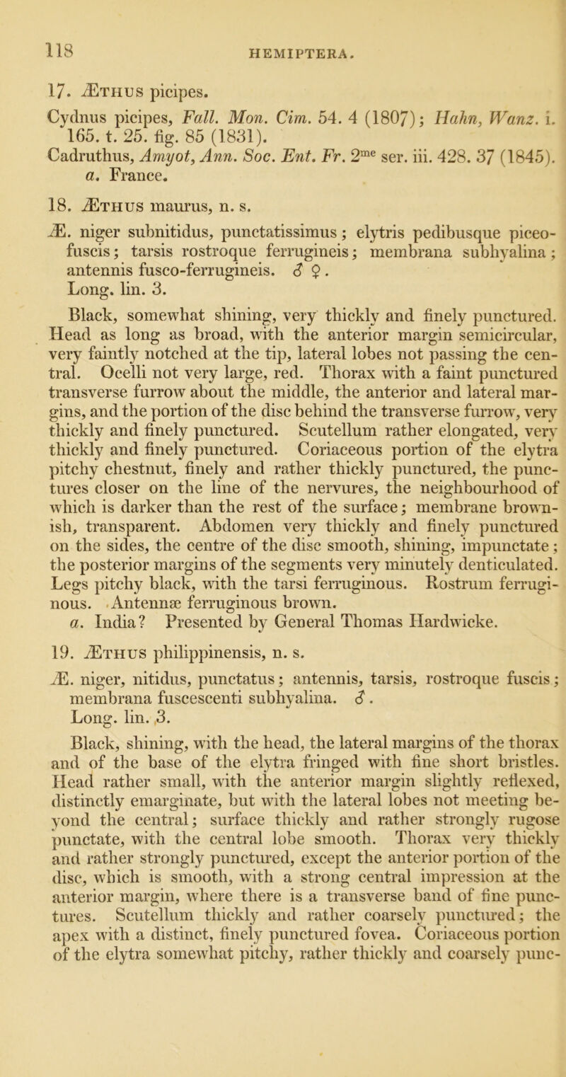 17. /Ethus picipes. Cydnus picipes, Fall. Mon. dm. 54. 4 (1807); Hahn, Warn. i. 165. t. 25. fig. 85 (1831). Cadruthus, Amyot, Ann. Soc. Ent. Fr. 2““® ser. iii. 428. 37 (1845). a, France. 18. jEthus inaurus, n. s. JE. niger subnitidus, pimctatissimus; elytris pedibusque piceo- fuscis; tarsis rostroque fermgineis; membrana subhyalina; antennis fusco-ferrugineis. S 9 • Long. lin. 3. Black, somewhat shining, very thickly and finely punctured. Head as long as broad, wdth the anterior margin semicircular, very faintly notched at the tip, lateral lobes not passing the cen- tral. Ocelli not very large, red. Thorax with a faint punctured transverse furrow about the middle, the anterior and lateral mar- gins, and the portion of the disc behind the transverse furrow', very thickly and finely punctured. Scutellum rather elongated, ver\* thickly and finely punctured. Coriaceous portion of the elytra pitchy chestnut, finely and rather thickly punctured, the punc- tures closer on the line of the nervures, the neighbourhood of which is darker than the rest of the surface; membrane brown- ish, transparent. Abdomen very thickly and finely punctured on the sides, the centre of the disc smooth, shining, impunctate; the posterior margins of the segments very minutely denticulated. Legs pitchy black, wdth the tarsi ferruginous. Rostrum fen’ugi- nous. .Antennae ferruginous brown. a. India? Presented by General Thomas Hardwieke. 19. /Ethus philippinensis, n. s. ^E. niger, nitidus, punctatus; antennis, tarsis, rostroque fuscis; membrana fuscescenti subhyalina. S . Long. lin. ,3. Black, shining, with the head, the lateral margins of the thorax and of the base of the elytra fringed with fine short bristles. Head rather small, with the anterior margin slightly refiexed, distinctly emarginate, but with the lateral lobes not meeting be- yond the central; surface thickly and rather strongly rugose punctate, with the central lobe smooth. Thorax very thickly and rather strongly punctured, except the anterior portion of the disc, which is smooth, with a strong central impression at the anterior margin, where there is a transverse band of fine punc- tures. Scutellum thickly and rather coarsely punctmed; the apex with a distinct, finely punctured fovea. Coriaceous portion of the elytra somewhat pitchy, rather thickly and coarsely punc-