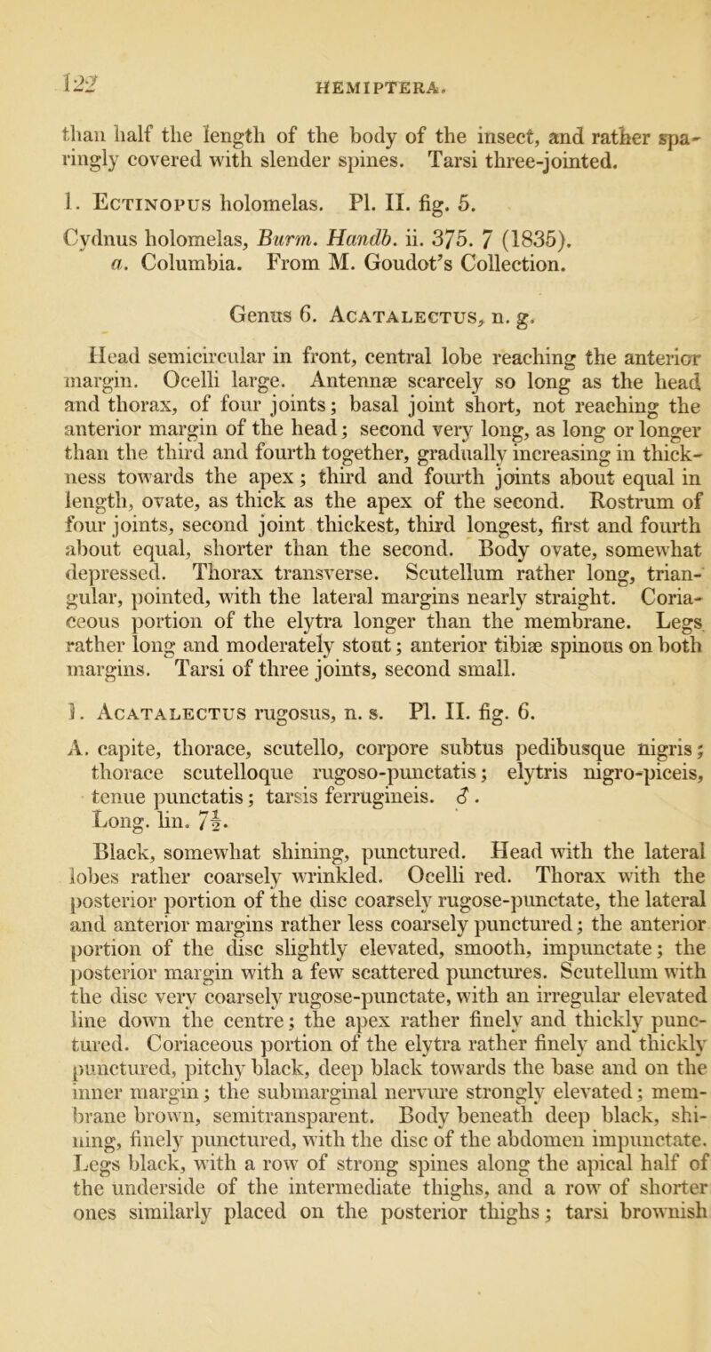 i'2'1 than half the length of the body of the insect, and rather spa^ ringly covered with slender spines. Tarsi three-jointed. i. Ectinopus holomelas. PI. II. fig. 5. Cydnus holomelas, Burm. Handb. ii. 375. 7 (1835). a. Columbia. From M. Goudot’s Collection. Genus 6. Acatalectus,^ n. g. Head semicircular in front, central lobe reaching the anterior margin. Ocelli large. Antennae scarcely so long as the head and thorax, of four joints; basal joint short, not reaching the anterior margin of the head; second very long, as long or longer than the third and fourth together, gradually increasing in thick- ness towards the apex; third and fourth joints about equal in length, ovate, as thick as the apex of the second. Rostrum of four joints, second joint thickest, third longest, first and fourth about equal, shorter than the second. Body ovate, somewhat depressed. Thorax transverse. Scutellum rather long, trian- gular, ])ointed, with the lateral margins nearly straight. Coria- ceous portion of the elytra longer than the membrane. Legs, rather long and moderately stout; anterior tibiae spinous on both margins. Tarsi of three joints, second small. ]. Acatalectus rugosus, n. s. PI. II. fig. 6. A. capite, thorace, scutello, corpore subtus pedibusque nigris; thorace scutelloque rugoso-punctatis; elytris nigro-piceis, tcnue punctatis; tarsis ferrugineis. S . Long. lin. 7i- Black, somewhat shining, punctured. Head with the lateral lobes rather coarsely wrinkled. Ocelli red. Thorax with the posterior jjortion of the disc coarsely rugose-punctate, the lateral and anterior margins rather less coarsely puncturedthe anterior portion of the disc slightly elevated, smooth, impunctate; the posterior margin with a few scattered punctures. Scutellum with the disc very coarsely rugose-punctate, with an irregular elevated line down the centre; the apex rather finely and thickly punc- tured. Coriaceous portion of the elytra rather finely and thickly punctured, pitchy black, deep black towards the base and on the inner margin; the submarginal nervine strongly elevated; mem- brane brown, semitransparent. Body beneath deep black, shi- ning, finely punctured, with the disc of the abdomen impunctate. I.egs black, with a row of strong spines along the apical half of the underside of the intermediate thighs, and a row of shorter ones similarly placed on the posterior thighs; tarsi brownish