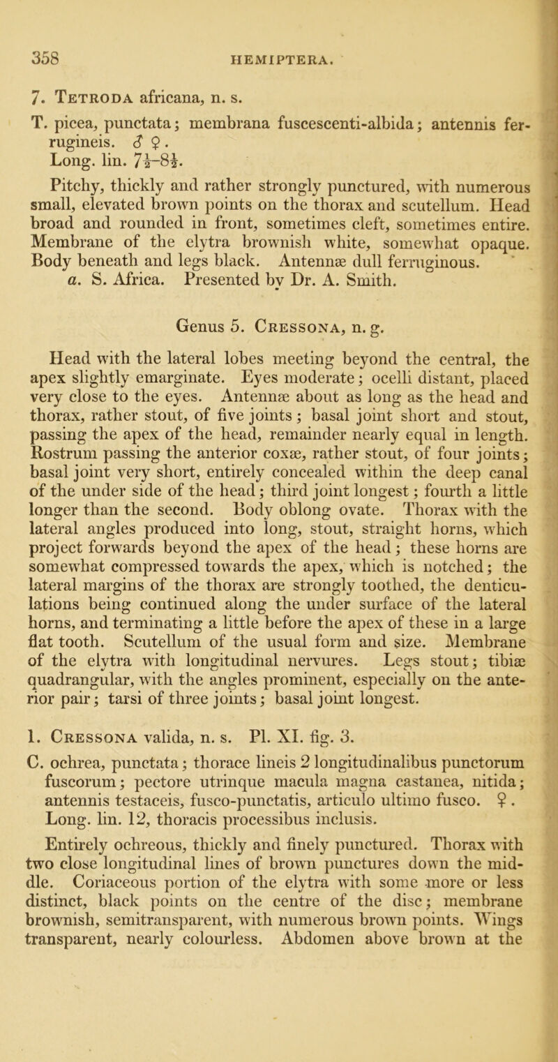 7. Tetroda africana, n. s. T. picea^ punctata; membrana fuscescenti-albida; antennis fer- rugineis. S $. Long. lin. Pitchy, thickly and rather strongly punctured, with numerous small, elevated brown points on the thorax and scutellum. Head broad and rounded in front, sometimes cleft, sometimes entire. Membrane of the elytra brownish white, somewhat opaque. Body beneath and legs black. Antennae dull ferruginous. a. S. Africa. Presented by Dr. A. Smith. Genus 5. Cressona, n. g. Head with the lateral lobes meeting beyond the central, the apex slightly emarginate. Eyes moderate; ocelli distant, placed very close to the eyes. Antennae about as long as the head and thorax, rather stout, of five joints; basal joint short and stout, passing the apex of the head, remainder nearly equal in length. Rostrum passing the anterior coxae, rather stout, of four joints; basal joint very short, entirely concealed within the deep canal of the under side of the head; third joint longest; fourth a little longer than the second. Body oblong ovate. Thorax with the lateral angles produced into long, stout, straight horns, which project forwards beyond the apex of the head; these horns are somewiiat compressed tow ards the apex, which is notched; the lateral margins of the thorax are strongly toothed, the denticu- lations being continued along the under surface of the lateral horns, and terminating a little before the apex of these in a large flat tooth. Scutellum of the usual form and size. Membrane of the elytra with longitudinal nervures. Legs stout; tibia3 quadrangular, w ith the angles prominent, especially on the ante- rior pair; tarsi of three joints; basal joint longest. 1. Cressona valida, n. s. PI. XL fig. 3. C. ochrea, punctata; thorace lineis 2 longitudiualibus punctorum fuscorum; pectore utrinque macula magna castanea, nitida; antennis testaceis, fusco-punctatis, articulo ultimo fusco. $ . Long. lin. 12, thoracis processibus inclusis. Entirely ochreous, thickly and finely punctured. Thorax with two close longitudinal lines of brown punctures down the mid- dle. Coriaceous portion of the elytra with some -more or less distinct, black points on the centre of the disc; membrane browmish, semitransj^arent, with numerous browm points. Wings transparent, nearly colourless. Abdomen above brown at the