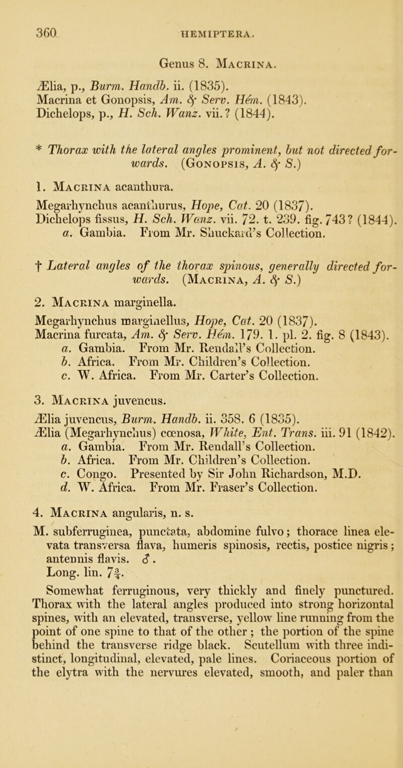 Genus 8. Macrina. iElia, p., Burnt. Handb. ii. (1835). Macrina et Gonopsis, Am. ^ Serv. Hhfi. (1843). Dichelops, p., H. Sch. Wanz. vii. ? (1844). * Thorax with the lateral angles prominent, hut not directed for- wards. (Gonopsis, A. Sf S.) 1. Macrina acantliura. MegarhjTiclius acantliurus, Hope, Cat. 20 (1837). Dichelops fissus, H. Sch. Wanz. vii. 72. t. 239. fig. 743? (1844). a. Gambia. From Mr. Slmckarcl’s Collection. t Lateral angles of the thorax spinous, generally directed for- wards. (Macrina, A. Sf S.) 2. Macrina marginella. Megarliynchus marginellus, Hope, Cat. 20 (1837). Macrina furcata. Am. 8f Serv. Hem. 179. 1. pi. 2. fig. 8 (1843). a. Gambia. From Mr. RendalVs Collection. b. Africa. From Mr. Children’s Collection. c. W. Africa. From Mr. Carter’s Collection. 3. Macrina juvencus. iElia juvencus, Burm. Handb. ii. 358. 6 (1835). .(Elia (Megarliynchus) coenosa. White, Ent. Trans, hi. 91 (1842). a. Gambia. From Mr. Kendall’s Collection. h. Africa. From Mr. Children’s Collection. c. Congo. Presented by Sir John Richardson, M.D. d. W. Africa. From Mr. Fraser’s Collection. 4. Macrina angularis, n. s. M. subferruginea, punctata, abdomine fulvo; thorace linea ele- vata transversa flava, humeris spinosis, rectis, postice nigris; antennis flavis. S • Long. lin. 7i- Somewhat ferruginous, very thickly and finely punctured. Thorax with the lateral angles produced into strong horizontal spines, with an elevated, transverse, yellow line running from the point of one spine to that of the other ; the portion of the spine behind the transverse ridge black. Scutellum with three indi- stinct, longitudinal, elevated, pale lines. Coriaceous portion of the elytra with the nervures elevated, smooth, and paler than