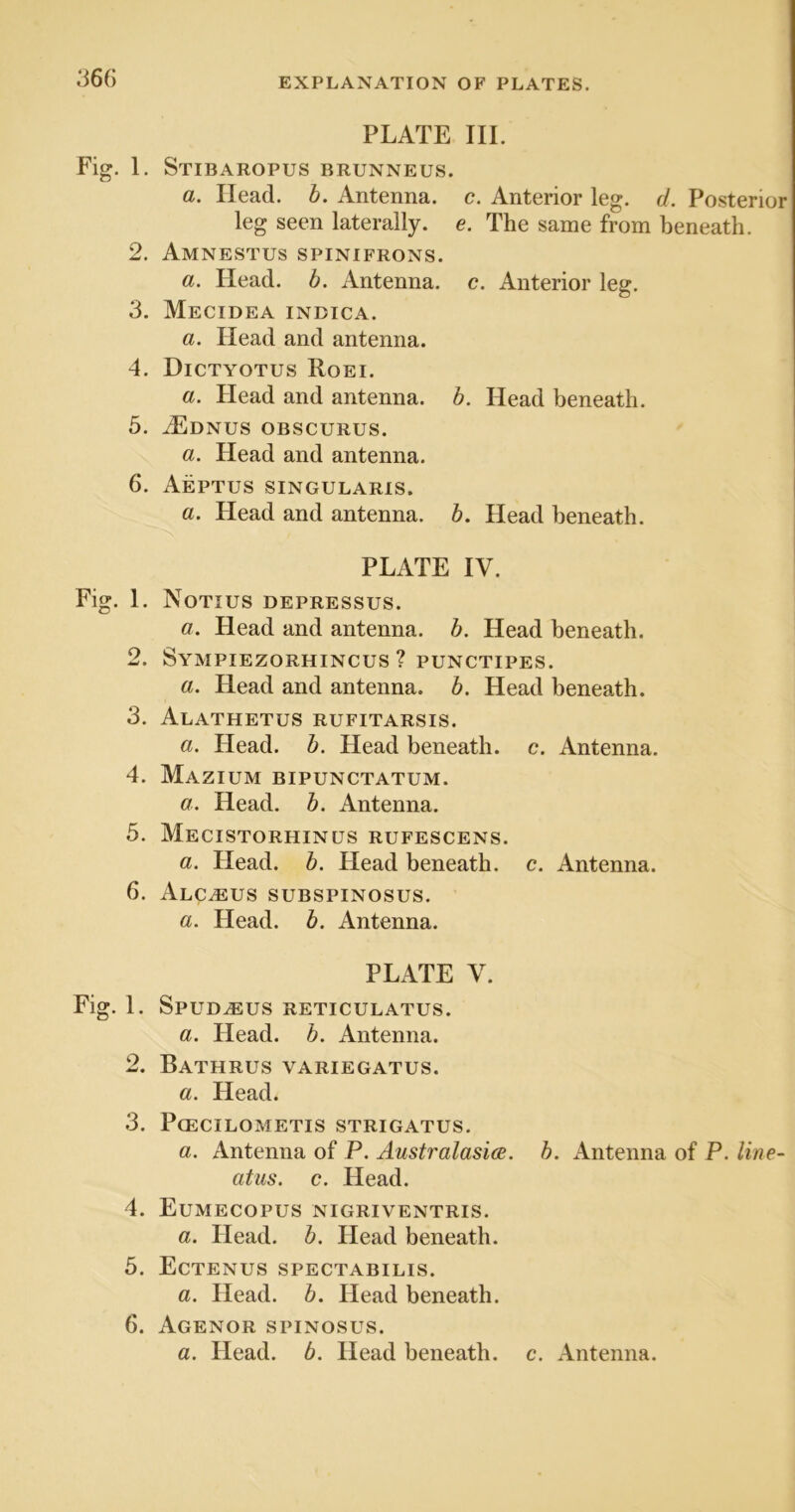 PLATE III. Fig. 1. Stibaropus brunneus. a. Head. b. Antenna, c. Anterior leg. d. Posterior leg seen laterally, e. The same from beneath. 2. Amnestus spinifrons. a. Head. b. Antenna, c. Anterior leg. 3. Mecidea inbica. a. Head and antenna. 4. Dictyotus Roei. a. Head and antenna, b. Head beneath. 5. ^Ednus obscures. a. Head and antenna. 6. AePTUS SINGULARIS. a. Head and antenna, b. Head beneath. PLATE IV. Fig. 1. NoTIUS DEPRESSES. a. Head and antenna, b. Head beneath. 2. SyMPIEZORHINCUS ? PUNCTIPES. a. Head and antenna, b. Head beneath. 3. Alathetus rufitarsis. a. Head. b. Head beneath, c. Antenna. 4. Mazium bipunctatum. a. Head. b. Antenna. 5. Mecistorhinus rufescens. a. Head. b. Head beneath, c. Antenna. 6. Alc^us subspinosus. a. Head. b. Antenna. PLATE V. Fig. 1. Spud^us reticulates. a. Head. b. Antenna. 2. Bathrus variegates. a. Head. 3. Pcecilometis strigatus. a. Antenna of P. Australasia, b. Antenna of P. line- al us. c. Head. 4. Eumecopus nigriventris. a. Head. b. Head beneath. 5. Ectenus spectabilis. a. Head. b. Head beneath. 6. Agenor spinosus. a. Head. b. Head beneath, c. Antenna.