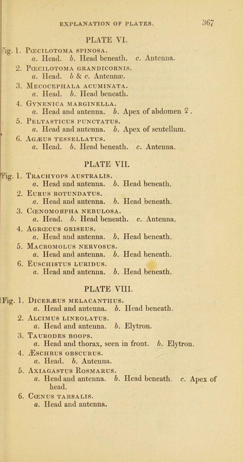 PLATE VI. ’ig. 1. POECILOTOMA SPINOSA. a. Head. h. Head beneath, c. Antenna. 2. PCECILOTOMA GRANDICORNIS. a. Head, h h c. Antennae. 3. Mecocephala acuminata. a. Head. h. Head beneath. 4. Gynenica marginella. a. Head and antenna, b. Apex of abdomen 2 , I 5. Peltasticus punctatus. a. Head and antenna, b. Apex of scutellum, 6. Ag^us tessellatus. a. Head. b. Head beneath, c. Antenna. PLATE VII. Fig. I. Trachyops australis. a. Head and antenna, b. Head beneath. 2. Eurus rotundatus. a. Head and antenna, b. Head beneath. 3. CCENOMORPHA NEBULOSA. a. Head. b. Head beneath, c. Antenna, 4. Agrcecus griseus. a. Head and antenna, b. Head beneath. 5. Macromolus nervosus. a. Head and antenna, b. Head beneath. 6. Euschistus luridus. a. Head and antenna, b. Head beneath, PLATE VIII. Fig. 1. DiCERiEUS MELACANTHUS. a. Head and antenna, b. Head beneath, 2. Alcimus lineolatus. a. Head and antenna, b. Elytron. 3. Taurodes boops. a. Head and thorax, seen in front, b. Elytron. 4. AilsCHRUS OBSCURES. a. Head. b. Antenna. 5. Axiagastus Rosmarus. a. Head and antenna, b. Head beneath, c. Apex of head. 6. Cgenus tarsalis. a. Head and antenna.