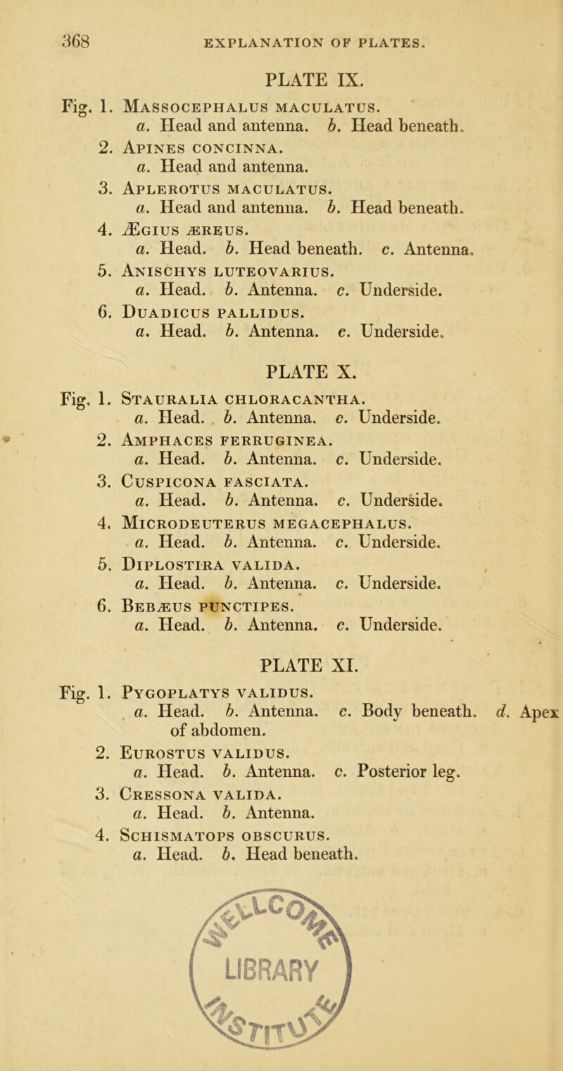 PLATE IX. Fig. 1. Massocephalus maculatus. a. Head and antenna, b. Head beneath. 2. Apines concinna. a. Head and antenna. 3. Aplerotus maculatus. a. Head and antenna, b. Head beneath. 4. iEoiUS ^REUS. a. Head. b. Head beneath, c. Antenna. 5. Anischys luteovarius. a. Head. b. Antenna, c. Underside. 6. Duadicus pallidus. a. Head. b. Antenna, c. Underside. PLATE X. Fig. 1. Stauralia chloracantha. a. Head. b. Antenna, c. Underside. 2. Amphaces ferruginea. a. Head. b. Antenna, c. Underside. 3. CuSPICONA FASCIATA. a. Head. b. Antenna, c. Underside. 4. Microdeuterus megacephalus. a. Head. b. Antenna, c. Underside. 5. Diplostira valida. a. Head. b. Antenna, c. Underside. 6. Beb^us punctipes. a. Head. b. Antenna, c. Underside. PLATE XL Fig. 1. Pygoplatys validus. a. Head. b. Antenna, c. Body beneath, d. Apex of abdomen. 2. Eurostus validus. a. Head. b. Antenna, c. Posterior leg. 3. Cressona valida. a. Head. b. Antenna. 4. ScHISMATOPS OBSCURUS. a. Head. b. Head beneath.