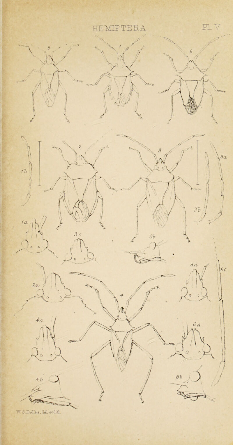 HEMIPTERA. PIER W^S.DaHa-s,<iel efclrtk-