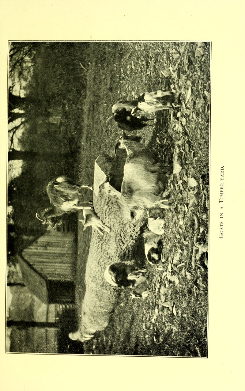 Goats in a Timber-yard.