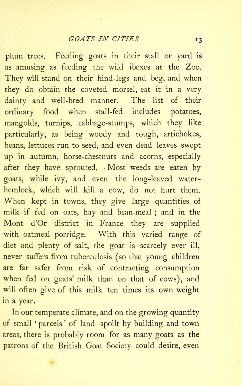 plum trees. Feeding goats in their stall or yard is as amusing as feeding the wild ibexes at the Zoo. They will stand on their hind-legs and beg, and when they do obtain the coveted morsel, eat it in a very dainty and well-bred manner. The list of their ordinary food when stall-fed includes potatoes, mangolds, turnips, cabbage-stumps, which they like particularly, as being woody and tough, artichokes, beans, lettuces run to seed, and even dead leaves swept up in autumn, horse-chestnuts and acorns, especially after they have sprouted. Most weeds are eaten by goats, while ivy, and even the long-leaved water- hemlock, which will kill a cow, do not hurt them. When kept in towns, they give large quantities of milk if fed on oats, hay and bean-meal ; and in the Mont d’Or district in France they are supplied with oatmeal porridge. With this varied range of diet and plenty of salt, the goat is scarcely ever ill, never suffers from tuberculosis (so that young children are far safer from risk of contracting consumption when fed on goats’ milk than on that of cows), and will often give of this milk ten times its own weight in a year. In our temperate climate, and on the growing quantity of small ‘ parcels ’ of land spoilt by building and town areas, there is probably room for as many goats as the patrons of the British Goat Society could desire, even