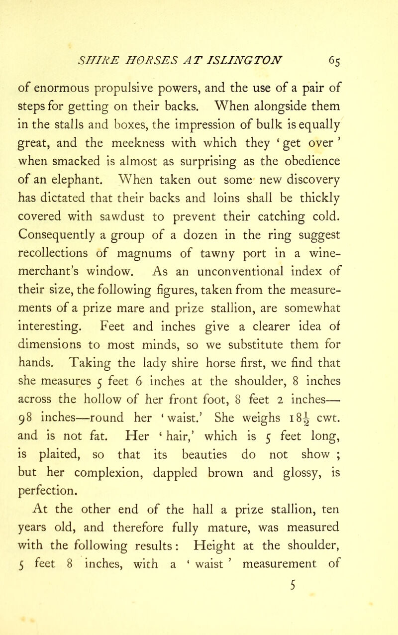 of enormous propulsive powers, and the use of a pair of steps for getting on their backs. When alongside them in the stalls and boxes, the impression of bulk is equally great, and the meekness with which they ‘ get over ’ when smacked is almost as surprising as the obedience of an elephant. When taken out some new discovery has dictated that their backs and loins shall be thickly covered with sawdust to prevent their catching cold. Consequently a group of a dozen in the ring suggest recollections of magnums of tawny port in a wine- merchants window. As an unconventional index of their size, the following figures, taken from the measure- ments of a prize mare and prize stallion, are somewhat interesting. Feet and inches give a clearer idea of dimensions to most minds, so we substitute them for hands. Taking the lady shire horse first, we find that she measures 5 feet 6 inches at the shoulder, 8 inches across the hollow of her front foot, 8 feet 2 inches— 98 inches—round her ‘waist.’ She weighs 18^ cwt. and is not fat. Her ‘ hair,’ which is 5 feet long, is plaited, so that its beauties do not show ; but her complexion, dappled brown and glossy, is perfection. At the other end of the hall a prize stallion, ten years old, and therefore fully mature, was measured with the following results: Height at the shoulder, 5 feet 8 inches, with a ‘ waist ’ measurement of 5