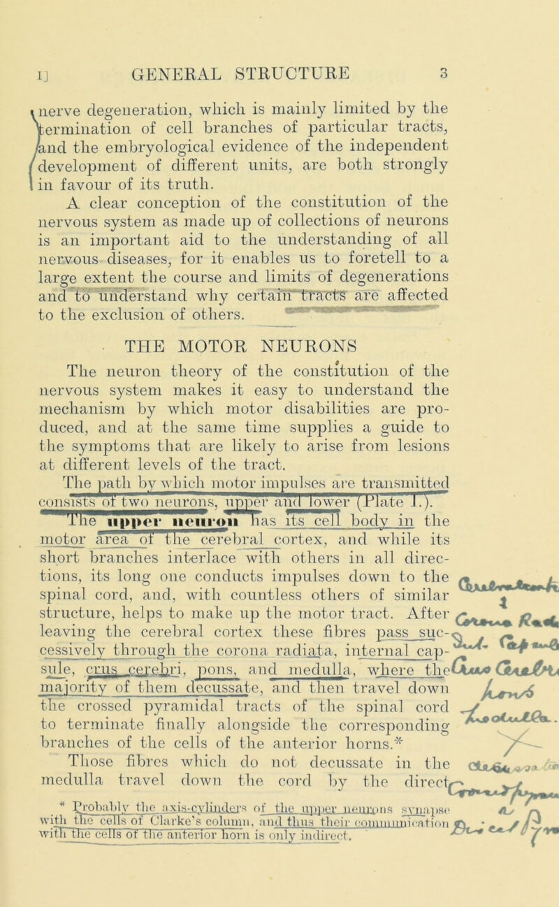 * nerve degeneration, which is mainly limited by the germination of cell branches of particular tracts, land the embryological evidence of the independent /development of different units, are both strongly 1 in favour of its truth. A clear conception of the constitution of the nervous system as made up of collections of neurons is an important aid to the understanding of all nervous diseases, for it enables us to foretell to a large extent the course and limits of degenerations and to understand why certain tracts are affected to the exclusion of others. THE MOTOR NEURONS The neuron theory of the constitution of the nervous system makes it easy to understand the mechanism by which motor disabilities are pro- duced, and at the same time supplies a guide to the symptoms that are likely to arise from lesions at different levels of the tract. The |>ath by which motor hupih.se.s are transmitted consists ot two neurons, upper and lower (.Plate J.). u^npinTiiiMiroH has its cell body in the motor area of the cerebral cortex, and while its short branches interlace with others in all direc- tions, its long one conducts impulses down to the /* „ ^ ^ spinal cord, and, with countless others of similar ^ structure, helps to make up the motor tract. After leaving the cerebral cortex these fibres pass suc-c% cessively through the corona radiata. internal cap- side, crus cerebri, pons, and medulla, where the^to* majority of them decussate, and then travel down the crossed pyramidal tracts of the spinal cord - to terminate finally alongside the corresponding branches of the cells of the anterior horns.* Those fibres which do not decussate in the c3U>^4t^^* ■' medulla travel down the cord by the direc * Probably the axis-cylinder* of the up .. with trie cells oi' Clarke’s column, and thus their oinnimnnoatiVm with the colls of the anterior horn is only indirect. synapse fLs p. fc*-'// r