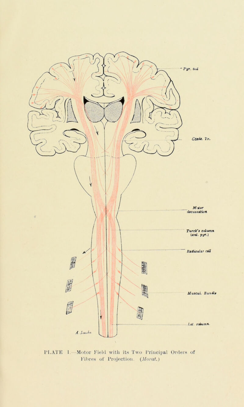 Pyr. e<*< C'enie Tr. Midor lUcussation Turck’i eotiwtH (an/, pyr.) Ha&icular cell Sluscul. Huniit PLATE 1 Motor Field with its Two 1 ’rincij>al Orders of Fibres of Projection. (Morat.)