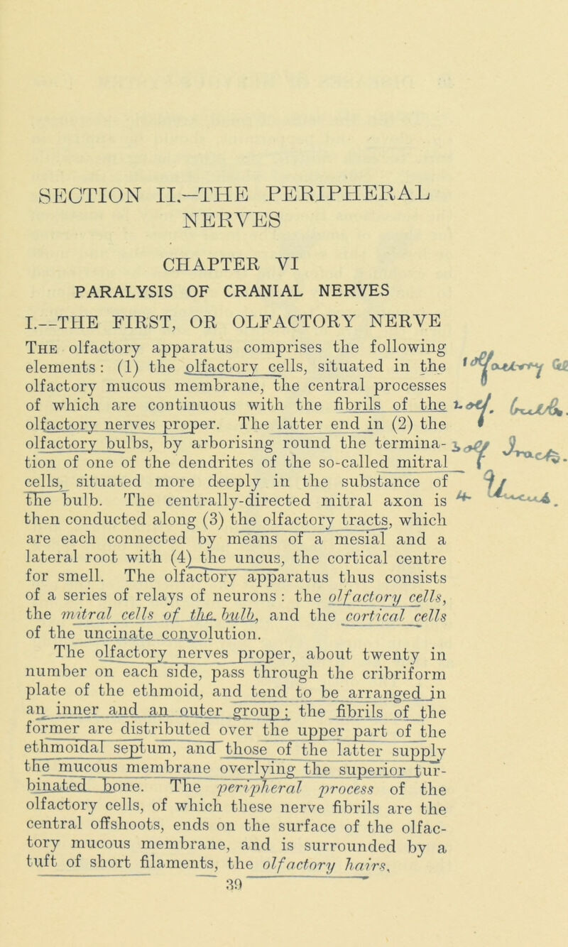 SECTION II,—THE PERIPHERAL NERVES CHAPTER VI PARALYSIS OF CRANIAL NERVES I.—THE FIRST, OR OLFACTORY NERVE The olfactory apparatus comprises the following elements: (1) the olfactory cells, situated in the olfactory mucous membrane, the central processes of which are continuous with the fibrils of the olfactory nerves proper. The latter end_m (2) the olfactory bulbs, by arborising round the termina- tion of one of the dendrites of the so-called mitral cells, situated more deeply in the substance of the- bulb. The centrally-directed mitral axon is then conducted along (3) the olfactory tracts, which are each connected by means of a mesial and a lateral root with (4)_the uncus, the cortical centre for smell. The olfactory apparatus thus consists of a series of relays of neurons : the olfactory cells, the mitral cells of tliz. bulb, and the cortical cells of the uncinate convolution. The olfactory nerves proper, about twenty in number on each ~side7 pass through the cribriform plate of the ethmoid, and tend to be arranged in an inner and an outer group ; the fibrils of the former are distributed over the upper part of the ethmoidal septum, and those of the latter supply the~ mucous membrane overlying the superior tur- bmahedHxone. The pervpKeral process of the olfactory cells, of which these nerve fibrils are the central offshoots, ends on the surface of the olfac- tory mucous membrane, and is surrounded by a tuft of short filaments, the olfactory hairs, ~ 39 ' an 4- ^ —