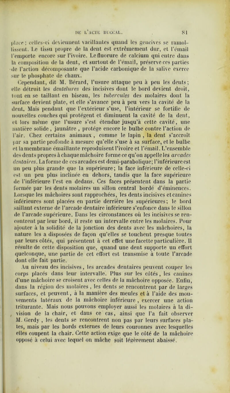 hil l'acte blocal. si place; celles-ci deviennent >acillnutes quand les gencives se ramol- lissent. Le tissu propre de la dent est extrêmement dur, et l’émail remporte encore sur l’ivoire. Le fluorure de calcium qui entre dans la composition de la dent, et surtout de l’émail, préserve ces parties de l’action décomposante que l’acide carbonique de la salive exerce sur le phosphate de chaux. Cependant, dit M. Bérard, l’usure attaque peu à peu les dents; elle détruit les dentelures des incisives dont le bord devient droit, tout en se taillant en biseau, les tubercules des molaires dont la surface devient plate, et elle s’avance peu à peu vers la cavité de la dent. Mais pendant que l’extérieur s’use, l’intérieur se fortifie de nouvelles couches qui protègent et diminuent la cavité de la dent, et lors même que l’usure s’est étendue jusqu’à cette cavité, une matière solide , jaunâtre , protège encore le bulbe contre l’action de l'air. Chez certains animaux , comme le lapin , la dent s’accroît par sa partie profonde à mesure qu’elle s’use à sa surface, et le bulbe et la membrane entaillante reproduisent l’ivoire et l’émail. L’ensemble îles dents propres à chaque mâchoire forme ce qu’on appelle les arcades dentaires. La forme de ces arcades est demi-parabolique; l’inférieure est un peu plus grande que la supérieure; la face inférieure de celle-ci est un peu plus inclinée en dehors, tandis que la face supérieure de l’inférieure l’est en dedans. Ces faces présentent dans la partie formée par les dents molaires un sillon central bordé d’éminences. Lorsque les mâchoires sont rapprochées, les dents incisives et canines inférieures sont placées en partie derrière les supérieures; le bord saillant externe de l’arcade dentaire inférieure s’enfonce dans le sillon de l’arcade supérieure. Dans les circonstances où les incisives se ren- contrent par leur bord, il reste un intervalle entre les molaires. Pour ajouter à la solidité de la jonction des dents avec les mâchoires, la nature les a disposées de façon qu’elles se touchent presque toutes par leurs côtés, qui présentent à cet effet une facette particulière. Il résulte de cette disposition que, quand une dent supporte un effort quelconque, une partie de cet effort est transmise à toute l’arcade dont elle fait partie. Au niveau des incisives, les arcades dentaires peuvent couper les corps placés dans leur intervalle. Plus sur les côtés, les canines d’une mâchoire se croisent avec celles de la mâchoire opposée. Enfin, dans la région des molaires, les dents se rencontrent par de larges surfaces, et peuvent, à la manière des meules et à l’aide des mou- vements latéraux de la mâchoire inférieure , exercer une action triturante. Mais nous pouvons employer aussi les molaires à la di- , vision de la chair, et dans ce cas, ainsi que l’a fait observer M. Gerdy , les dents se rencontrent non pas par leurs surfaces pla- tes, mais par les bords externes de leurs couronnes avec lesquelles elles coupent la chair. Cette action exige que le côté de la mâchoire opposé à celui avec lequel on mâche soit légèrement abaissé.