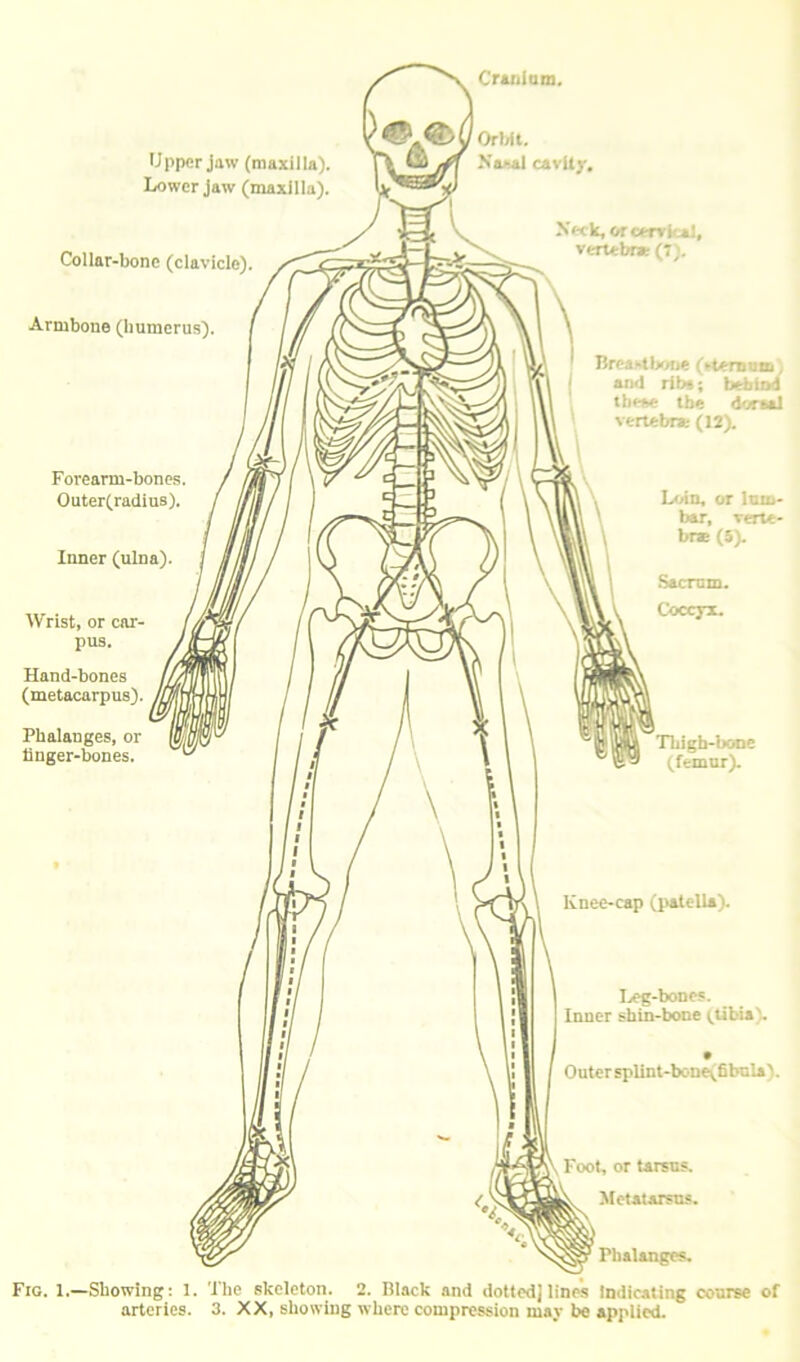 Upper jaw (maxilla). Lower Jaw (maxilla). Crarilam. OrUt. Xaj>al cavltj-. Collar-bone (clavicle) Armbone (humerus). Forearm-bones Outer(radius). X« k, or cervical, verubt* (7;. Breastlxme (etemmii; an<l ribt; befaind tbeae the doraaJ verubr* (12). Inner (ulna). Wrist, or car- pus. Hand-bones (metacarpus). Phalanges, or tinger-bones. L/Au, or lum- bar, verte- br* (S). Thigh-bone (femur). Ij^-bones. Inner shin-bone ^Ubia). OnterspUnt-bone(fibnla). Foot, or tarsus. Metatarsus. _ Phalanges. Fig. 1.—Showing: 1. The skeleton. 2. lilack and dotted] lines Indicating course of arteries. 3. XX, showing where compression may be applied.