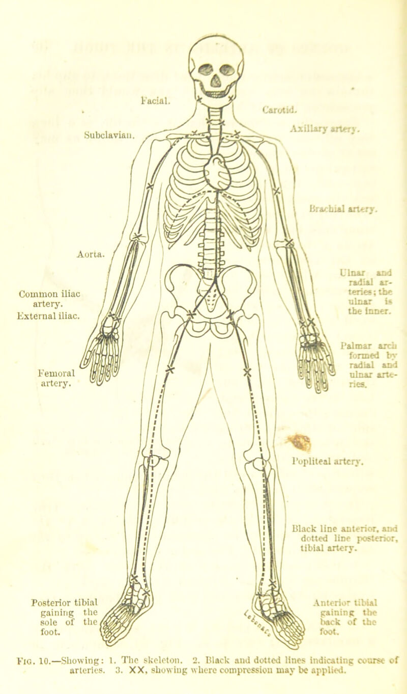 arteries. 3. XX, showing w here compression may be applied.