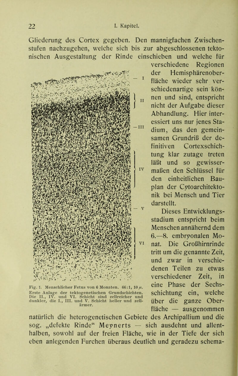 Gliederung des Cortex gegeben. Den mannigfachen Zwischen- stufen nachzugehen, welche sich bis zur abgeschlossenen tekto- nischen Ausgestaltung der Rinde einschieben und welche für verschiedene Regionen • ..V', .'»i? - ’i*'. der Hemisphärenober- fläche wieder sehr ver- schiedenartige sein kön- nen und sind, entspricht nicht der Aufgabe dieser Abhandlung. Hier inter- essiert uns nur jenes Sta- dium, das den gemein- samen Grundriß der de- finitiven Cortexschich- tung klar zutage treten läßt und so gewisser- maßen den Schlüssel für den einheitlichen Bau- plan der Cytoarchitekto- nik bei Mensch und Tier darstellt. Dieses Entwicklungs- stadium entspricht beim Menschen annähernd dem 6.-8. embryonalen Mo- nat. Die Großhirnrinde tritt um die genannte Zeit, und zwar in verschie- denen Teilen zu etwas verschiedener Zeit, in eine Phase der Sechs- schichtung ein, welche über die ganze Ober- fläche — ausgenommen natürlich die heterogenetischen Gebiete des Archipallium und die sog. „defekte Rinde“ Meynerts — sich ausdehnt und allent- halben, sowohl auf der freien Fläche, wie in der Tiefe der sich eben anlegenden Furchen überaus deutlich und geradezu schema- Fig. 1. Mensehlielier Fetus von 6 Monaten. 66:1,10^. Erste Anlage der tektogenetisclien Grundschicliten. Die II., IV. und VI. Schicht sind zellreicher und dunkler, die I., III. und V. Schicht heller und zell- äriner.