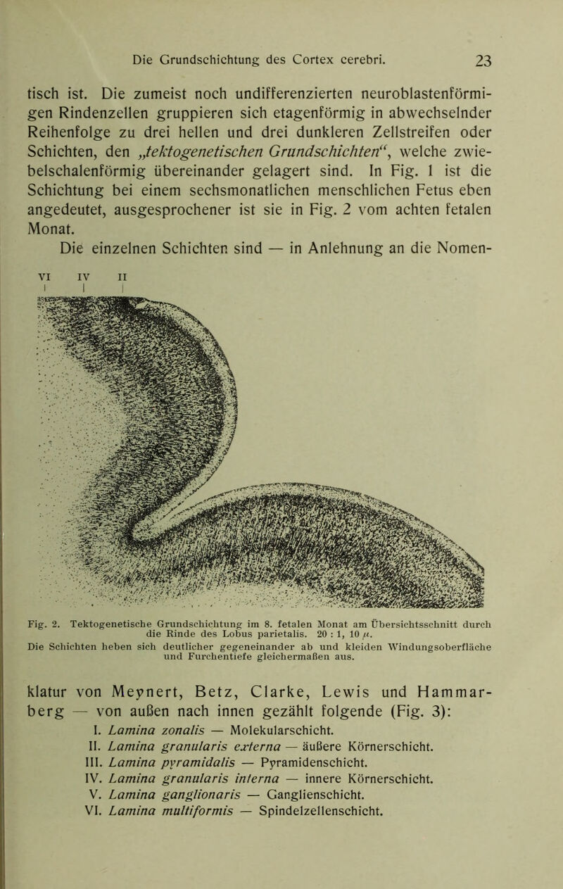 tisch ist. Die zumeist noch undifferenzierten neuroblastenförmi- gen Rindenzellen gruppieren sich etagenförmig in abwechselnder Reihenfolge zu drei hellen und drei dunkleren Zellstreifen oder Schichten, den „tektogenetischen Gmndschichten‘\ welche zwie- belschalenförmig übereinander gelagert sind, ln Fig. 1 ist die Schichtung bei einem sechsmonatlichen menschlichen Fetus eben angedeutet, ausgesprochener ist sie in Fig. 2 vom achten fetalen Monat. Die einzelnen Schichter, sind — in Anlehnung an die Nomen- VI IV II Fig. 2. Tektogenetische Grundschichtung im 8. fetalen Monat am Übersichtsschnitt durch die Rinde des Lobus parietalis. 20 : 1, 10 Die Schichten heben sich deutlicher gegeneinander ab und kleiden Windungsoberfläche und Furchentiefe gleichermaßen aus. klatur von Mej>nert, Betz, Clarke, Lewis und Flammar- berg — von außen nach innen gezählt folgende (Fig. 3): 1. Lamina zonalis — Molekularschicht. II. Lamina granularis externa — äußere Körnerschicht. III. Lamina pyramidalis — Pyramidenschicht. IV. Lamina granularis interna — innere Körnerschicht. V. Lamina ganglionaris — Ganglienschicht. VI. Lamina multiformis — Spindelzellenschicht.